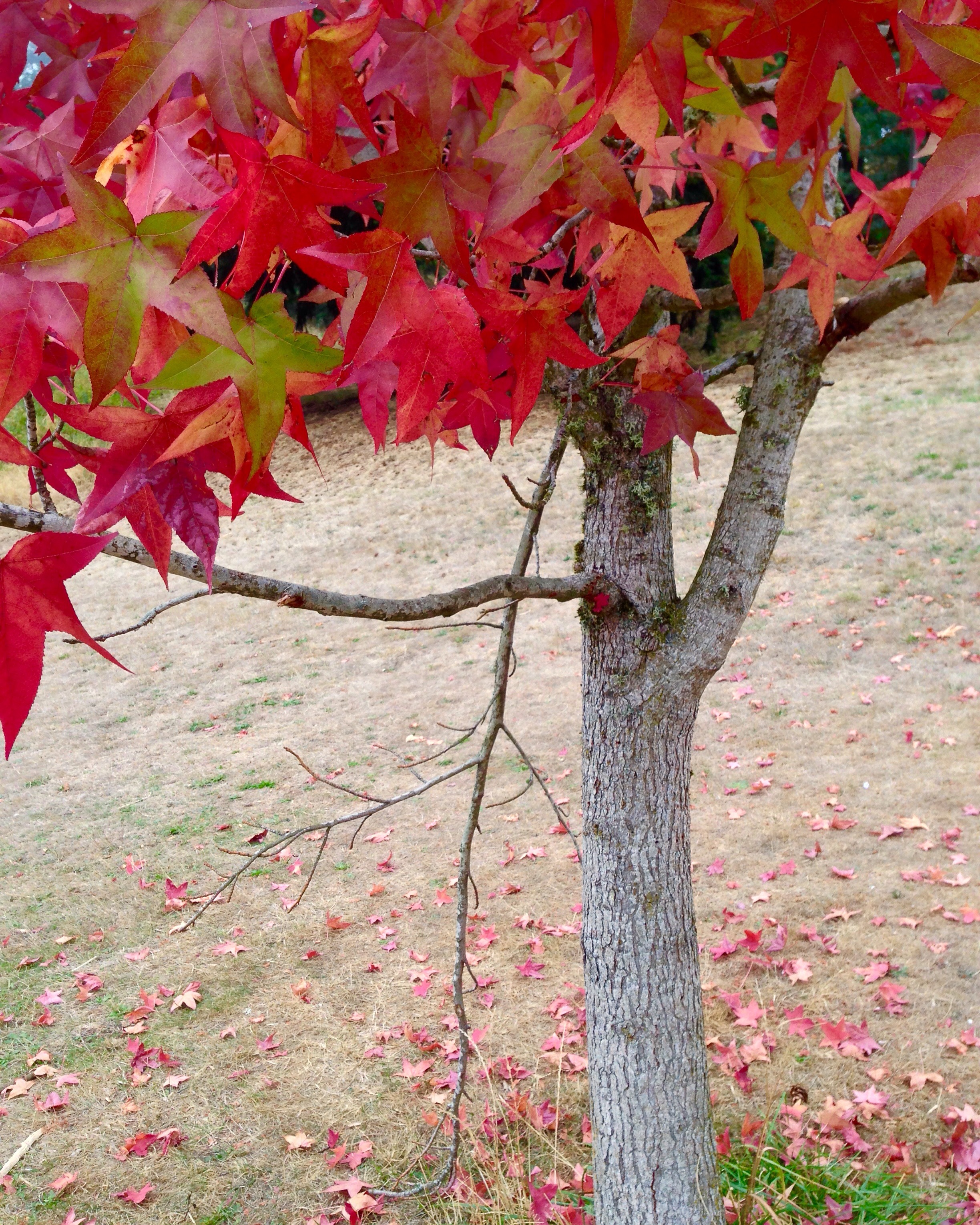 crimson leaves