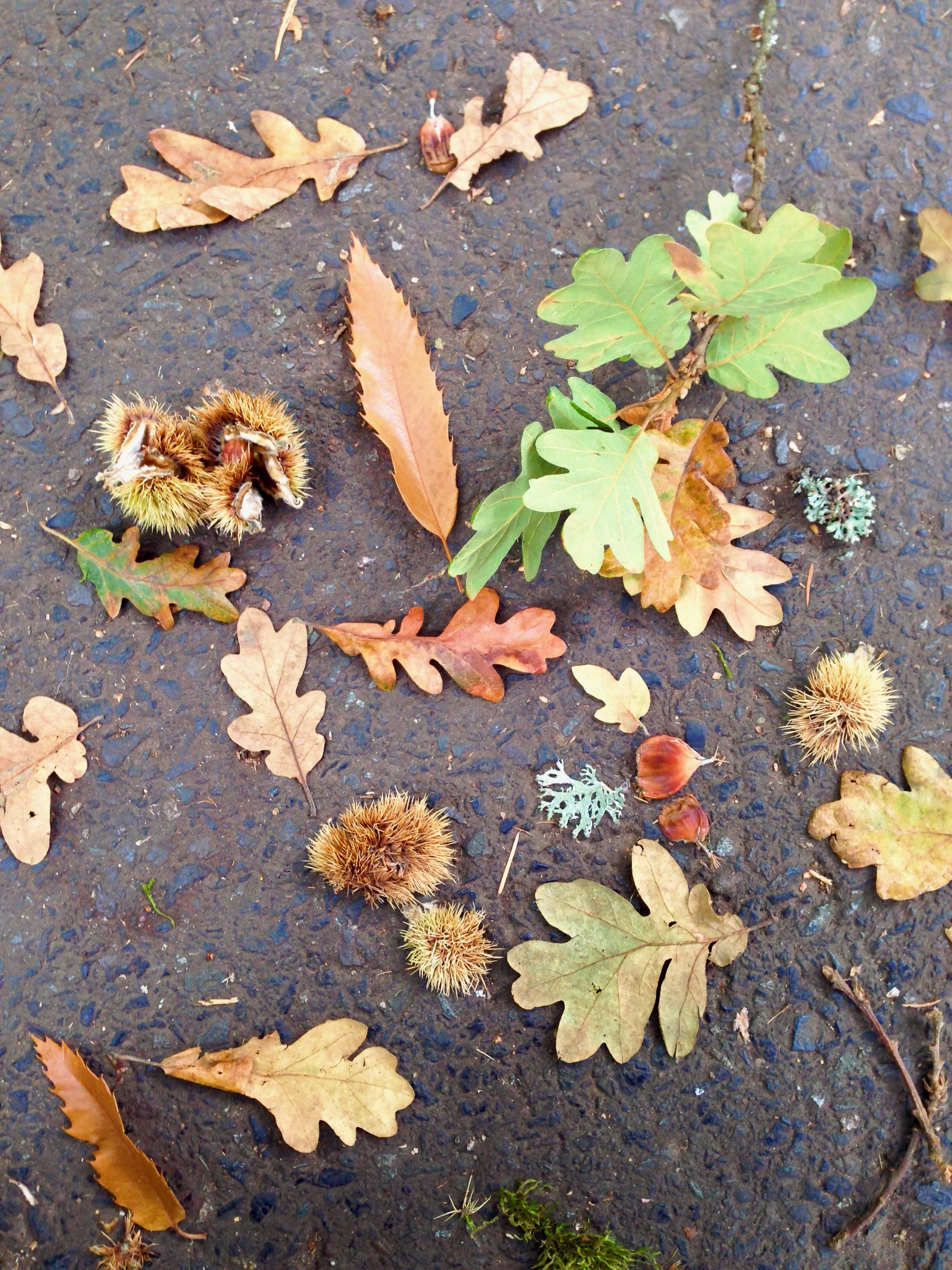 shapes + colors + texture of nature
