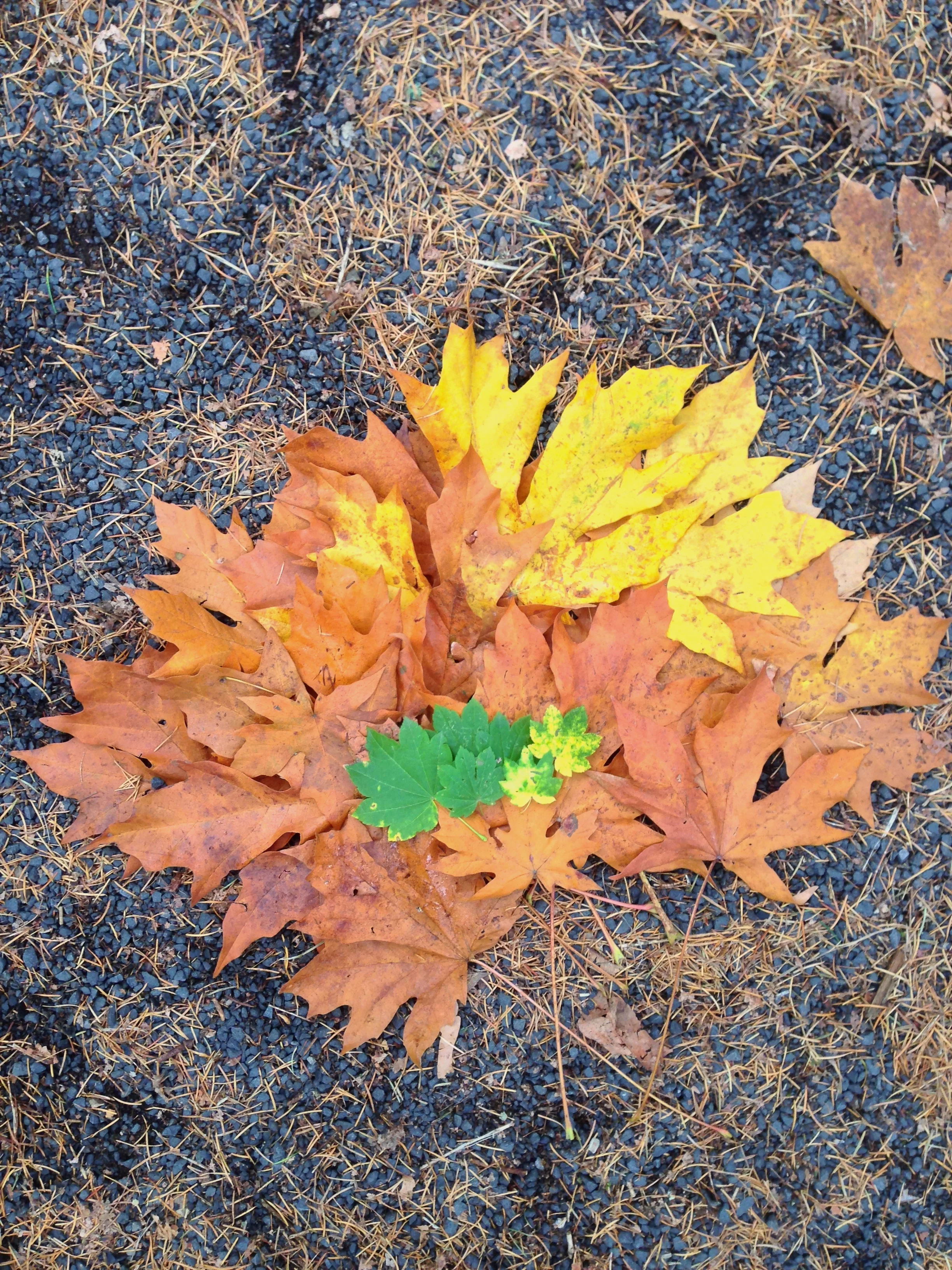 family of leaves