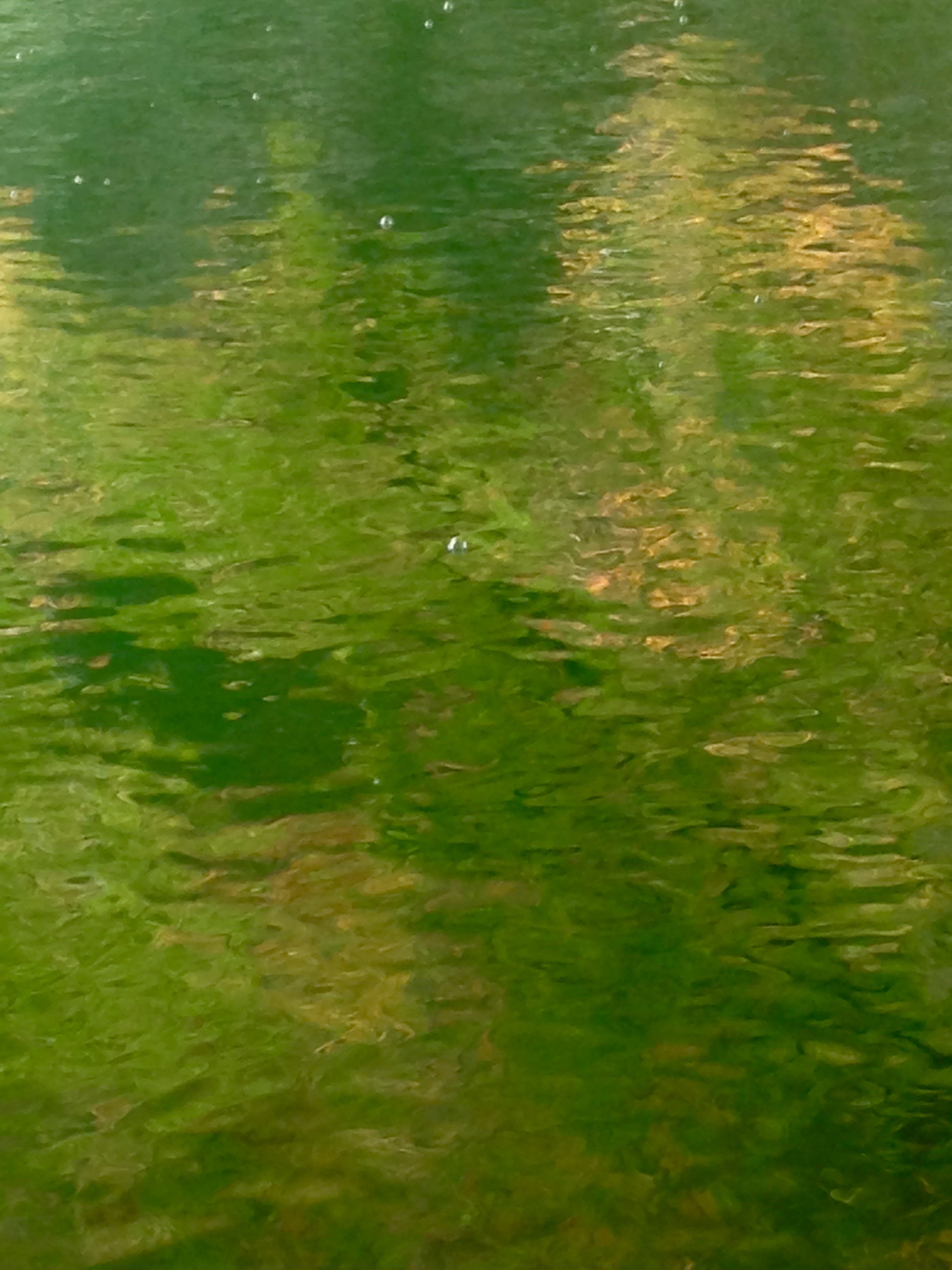 trees in reflection