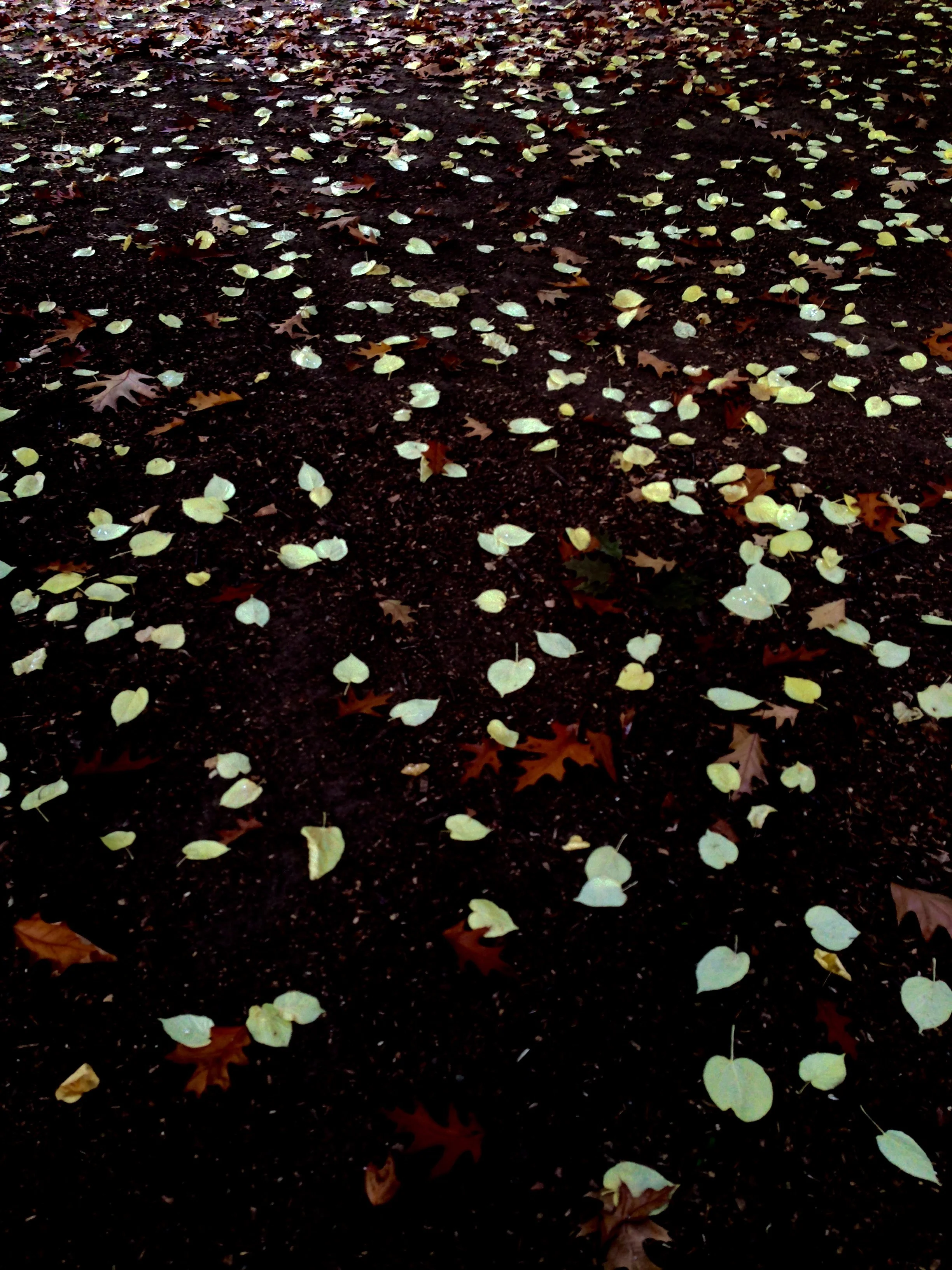 universe of leaves