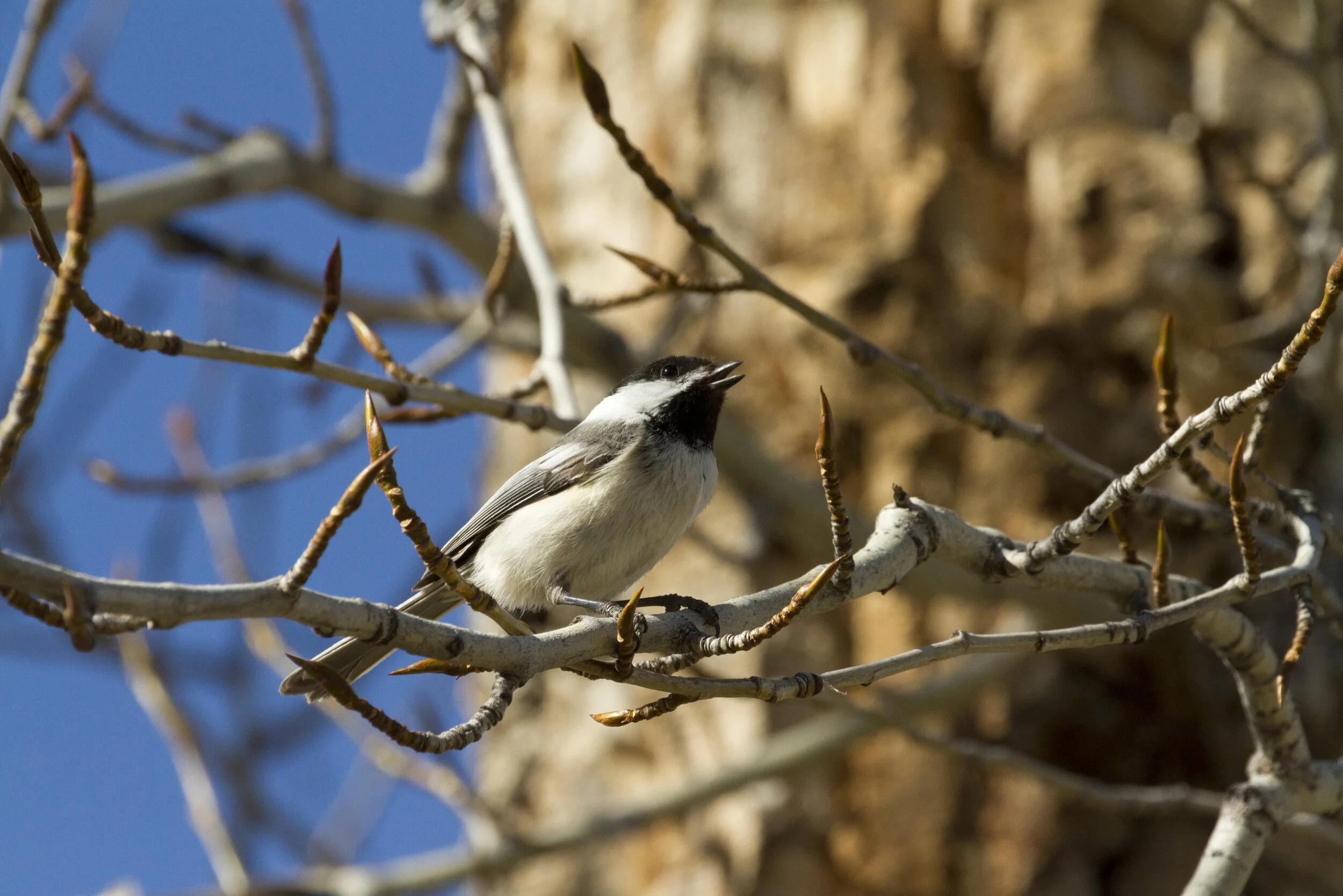 Chickadee 8503 12x18.JPG