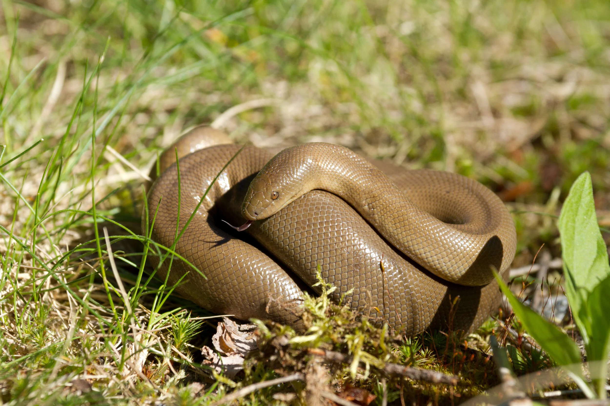 Rubber Boa.JPG