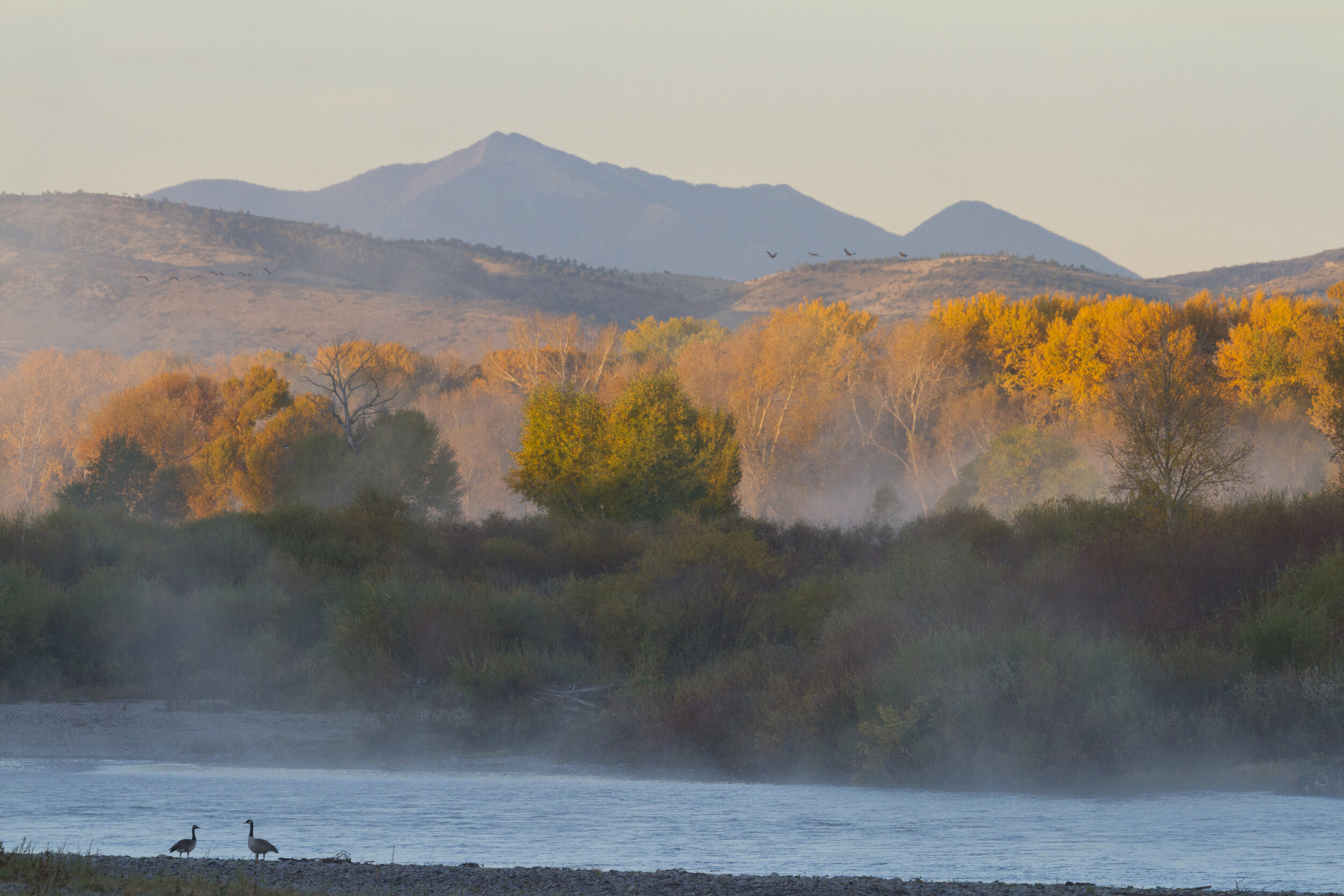 Canada Geese Missouri Headwaters_5050 12x18.JPG