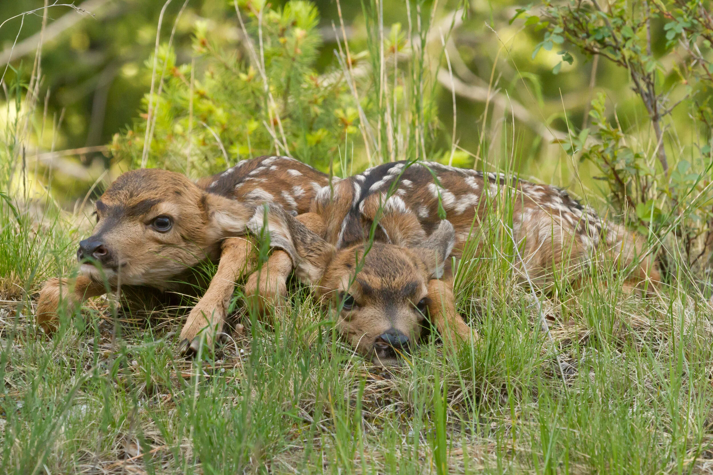 Fawns.JPG