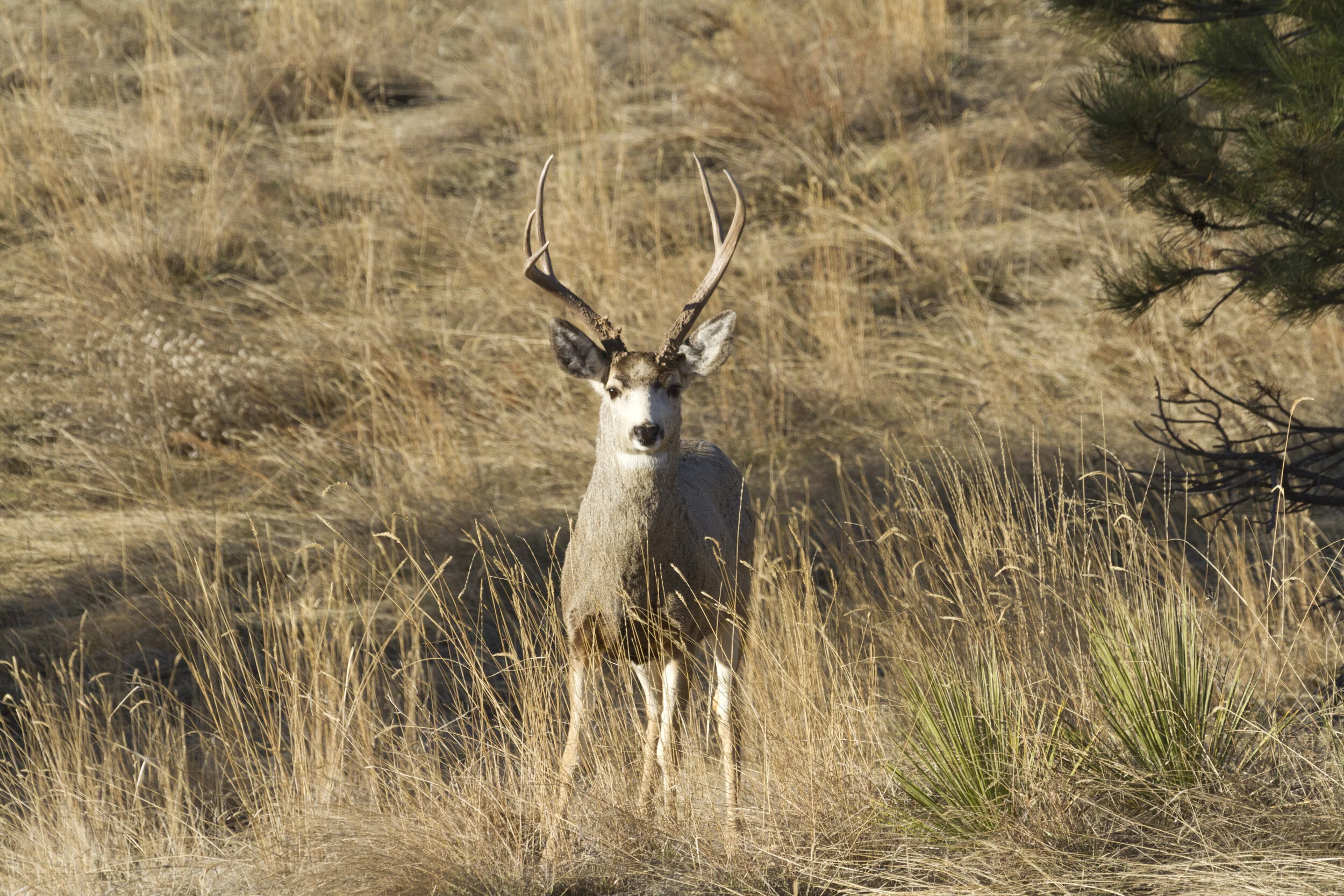 Mule Deer 6850 12x18.JPG