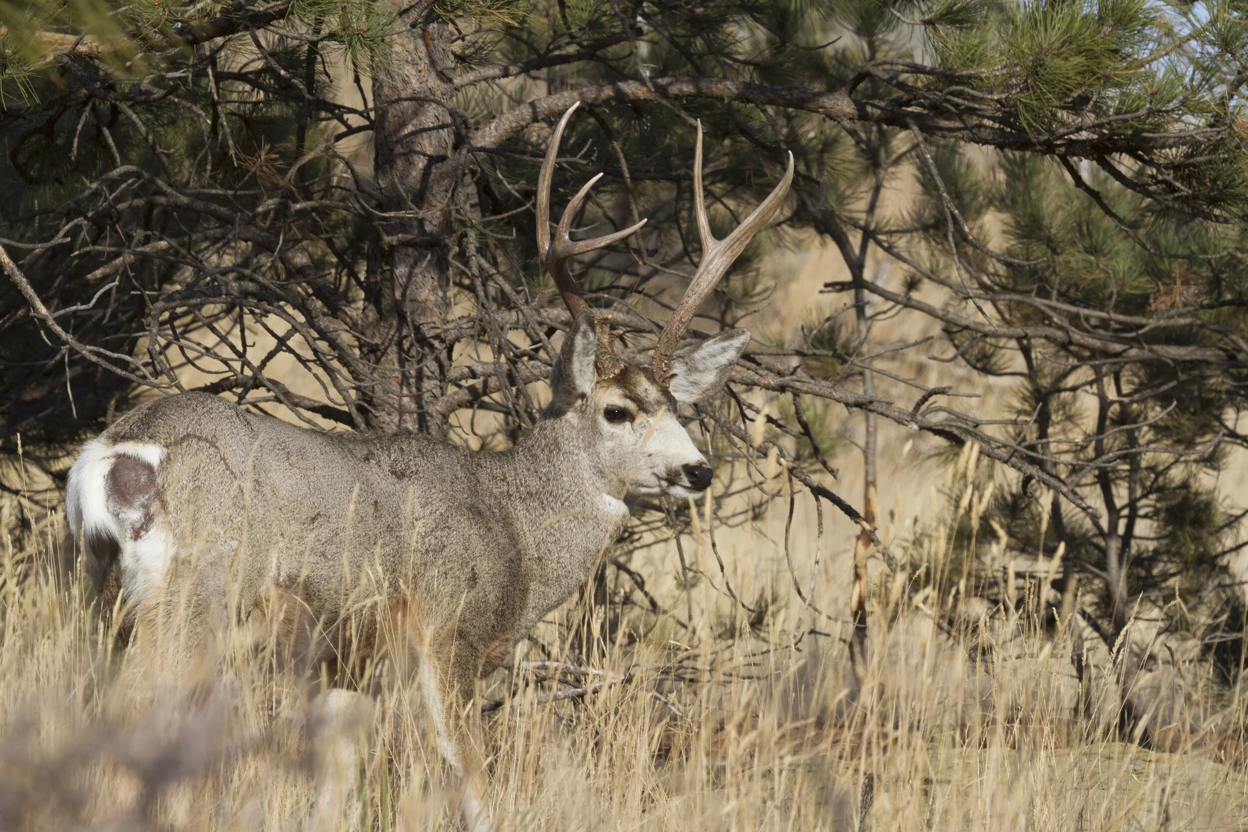 Mule Deer 7163 12x18.JPG