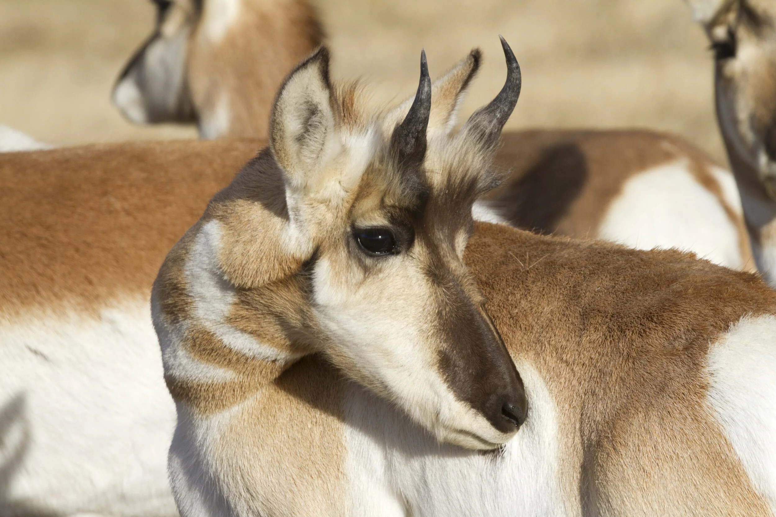 Pronghorn 1260 12x18.JPG