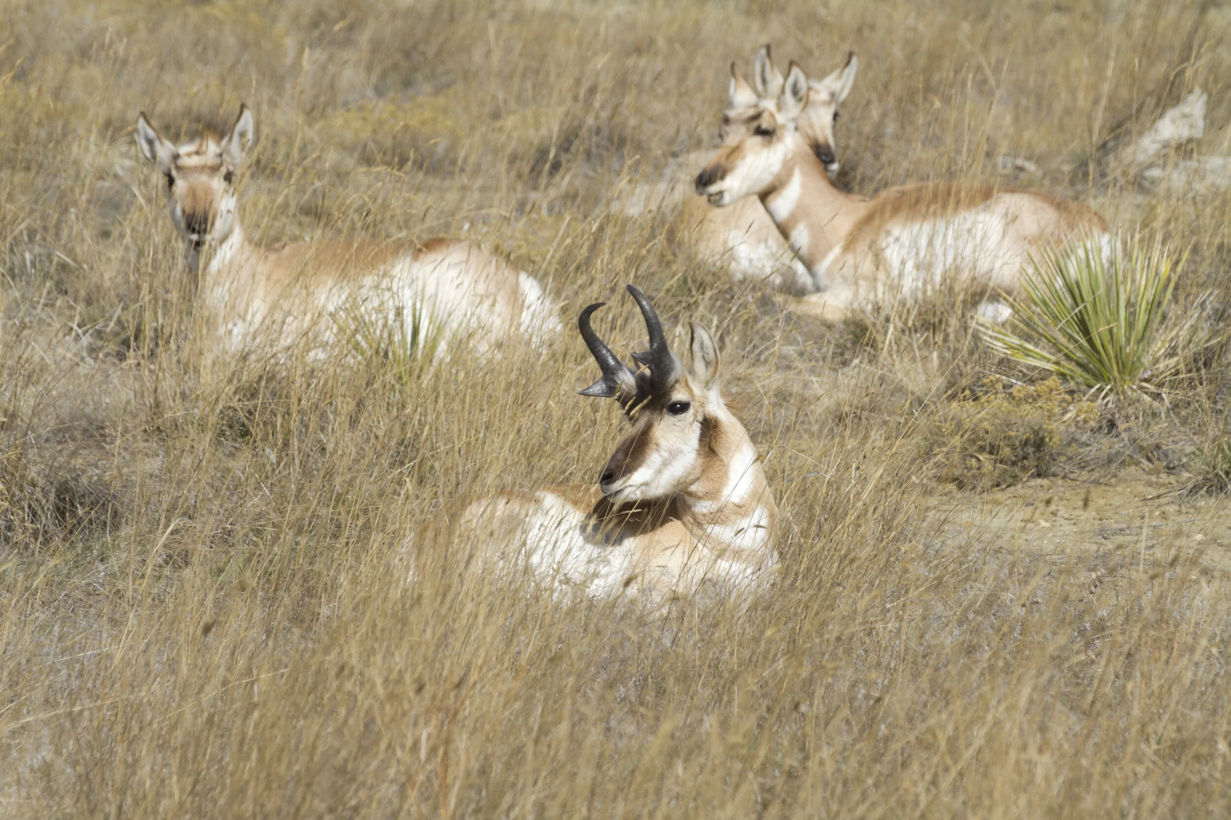 Pronghorn 7537 12x18.JPG