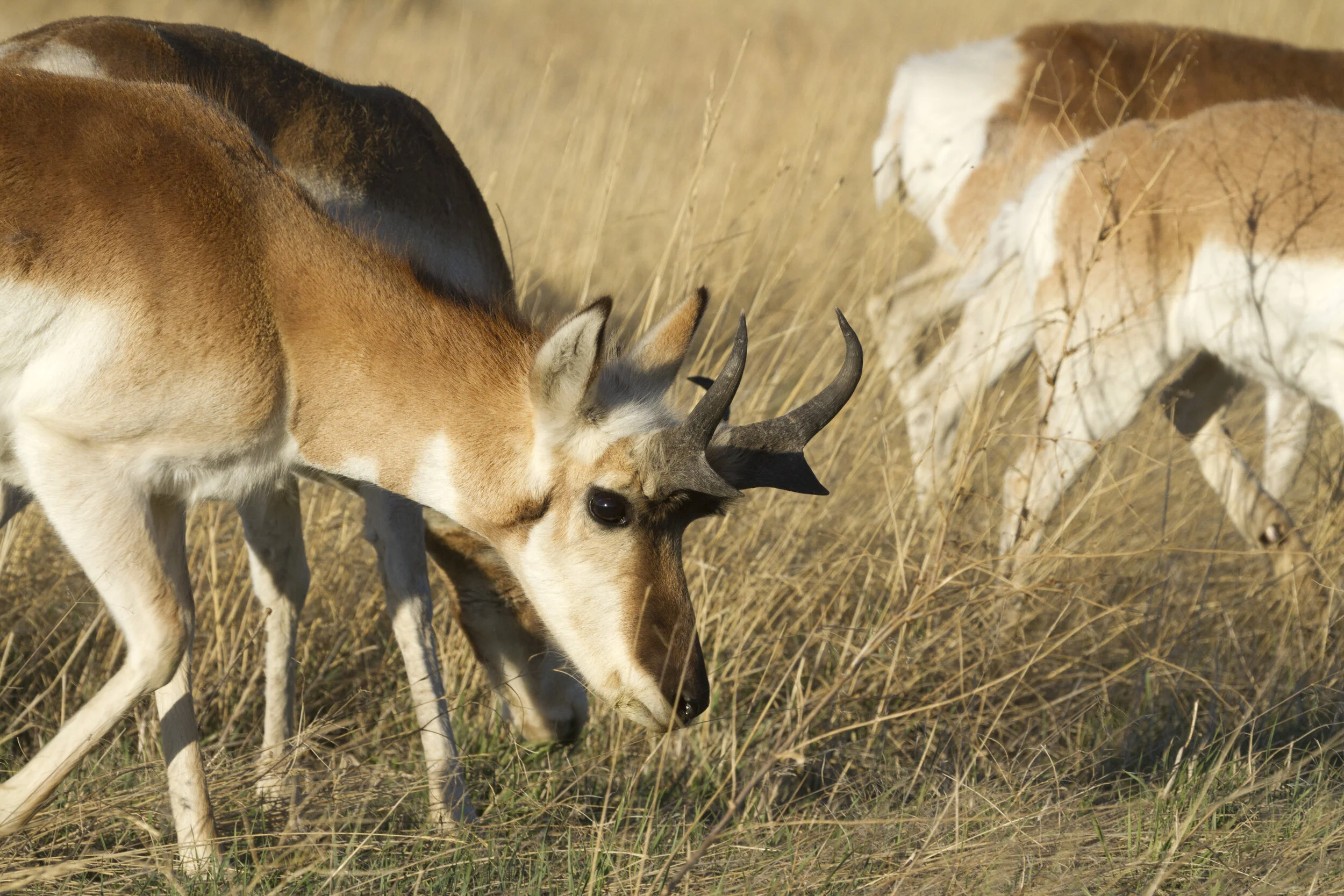 Pronghorn 8744 12x18.JPG