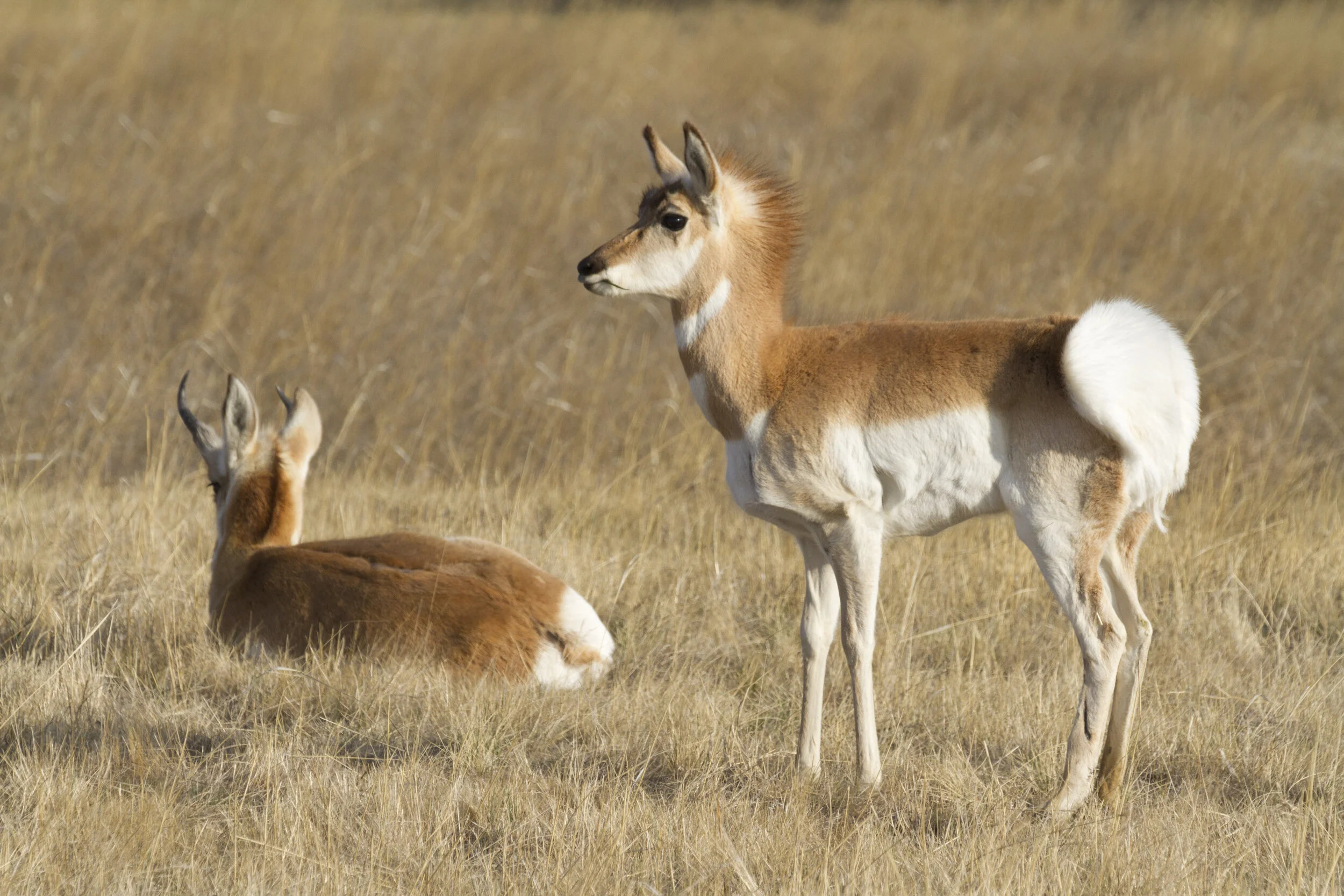 Pronghorn 9204 12x18.JPG