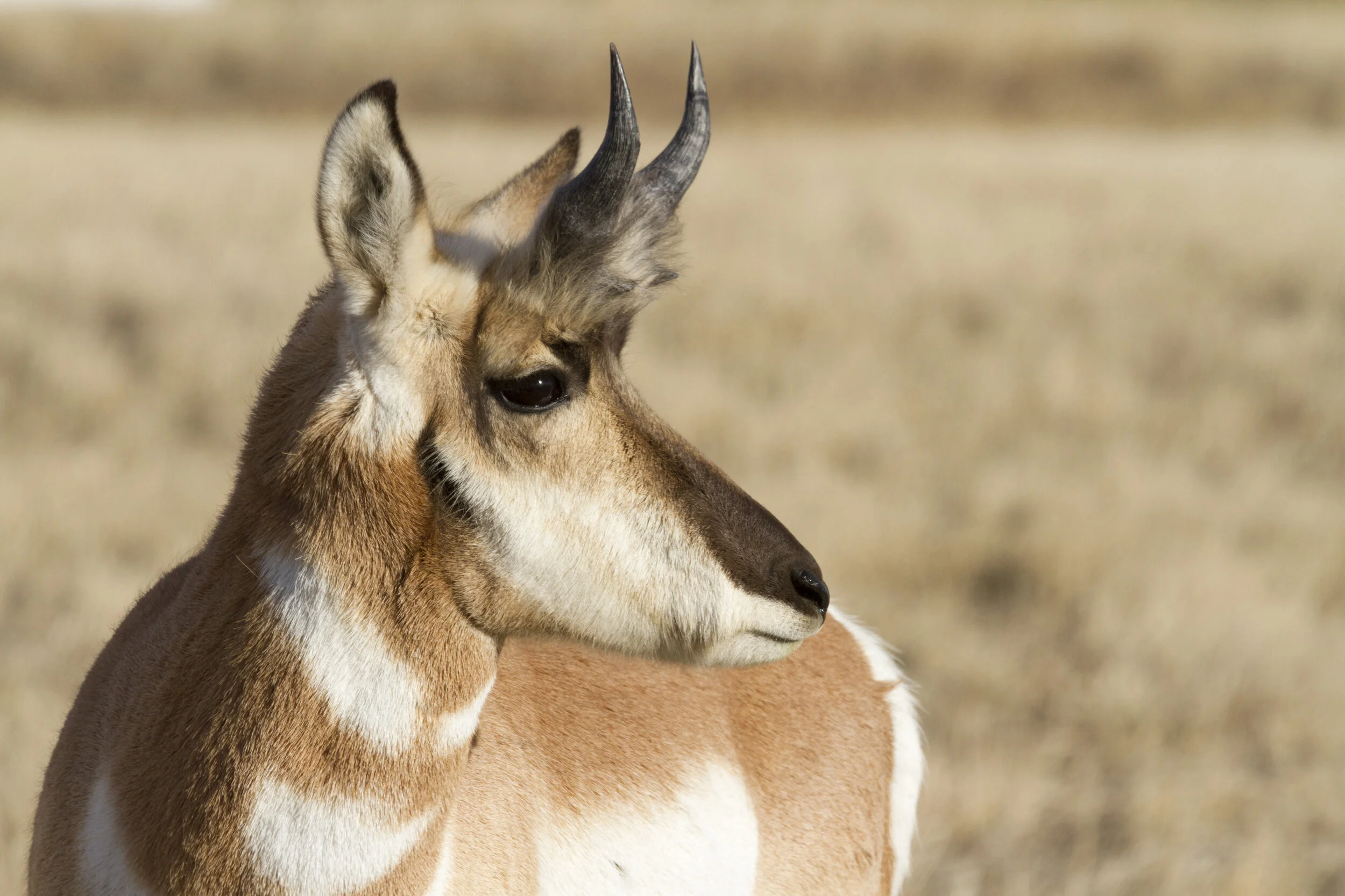 Pronghorn 1385 12x18.JPG