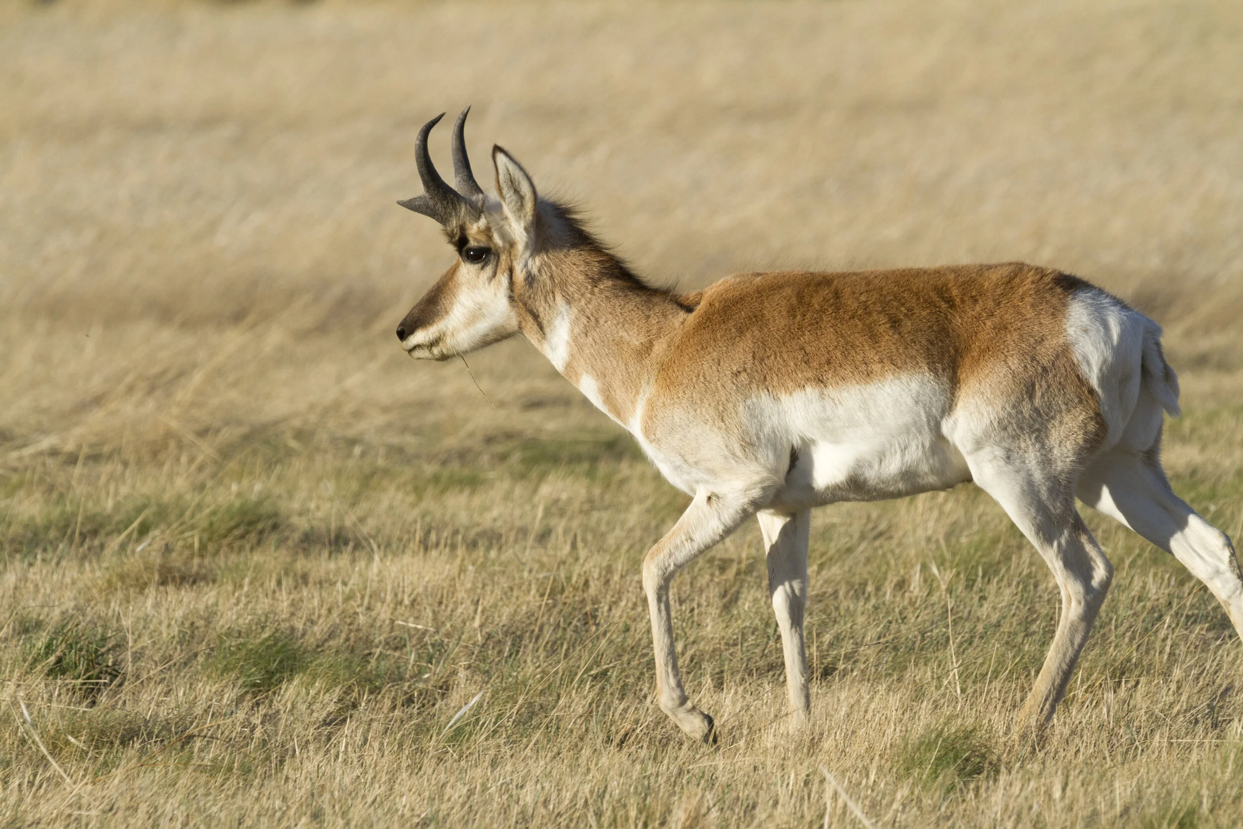 Pronghorn 8705 12x18.JPG