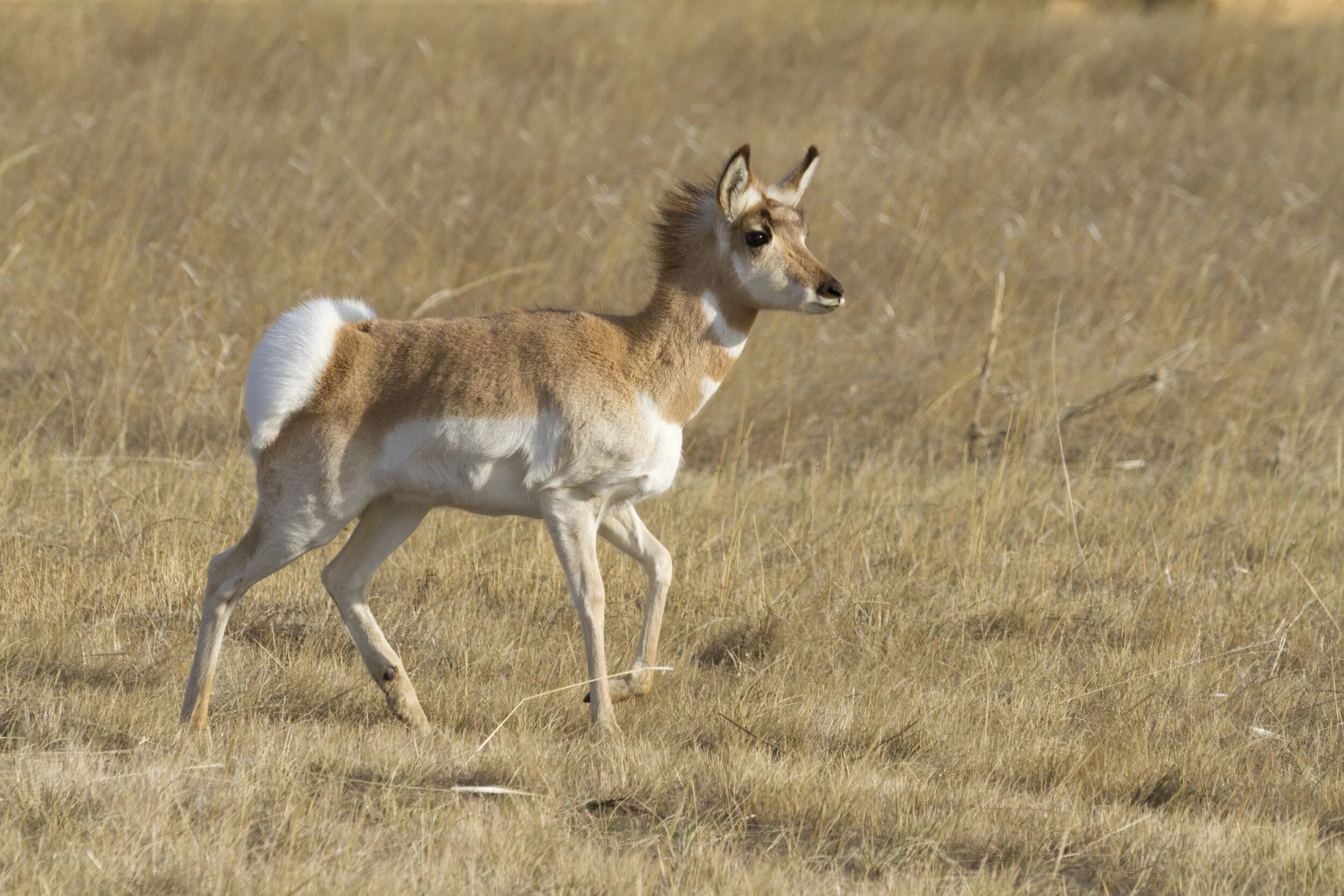 Pronghorn 9235 12x18.JPG