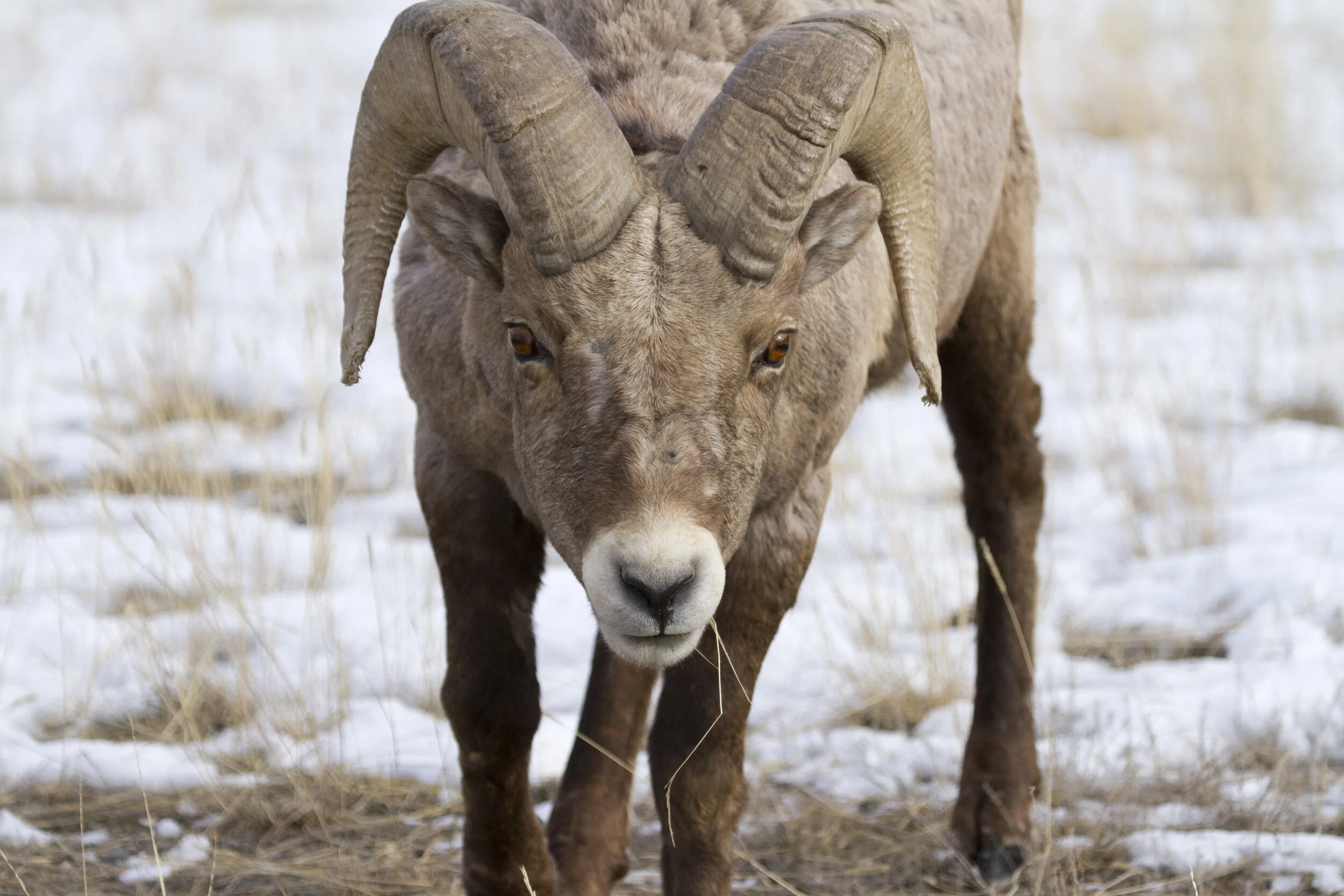 Bighorn Sheep_5283 12x18.JPG