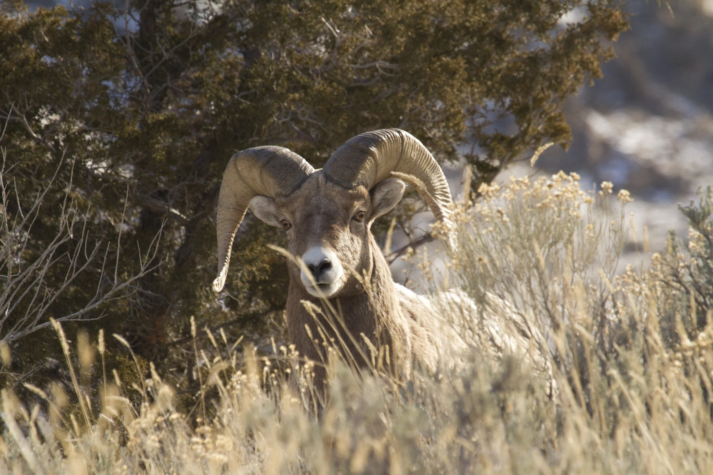 Bighorn Sheep 2995 12x18.JPG