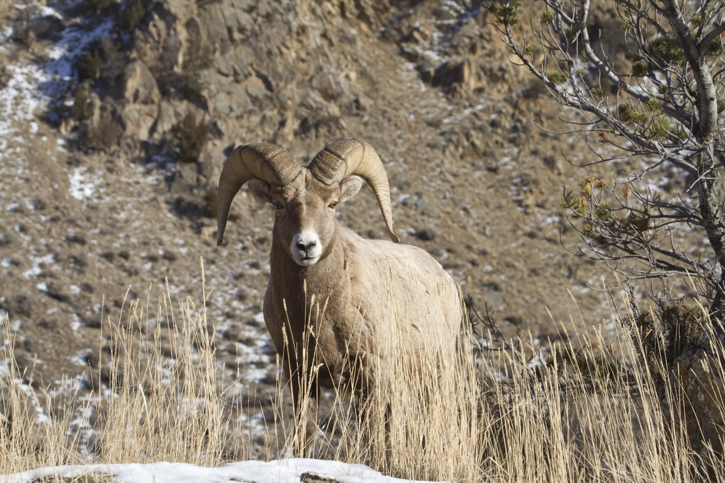 Bighorn Sheep 3205 12x18.JPG