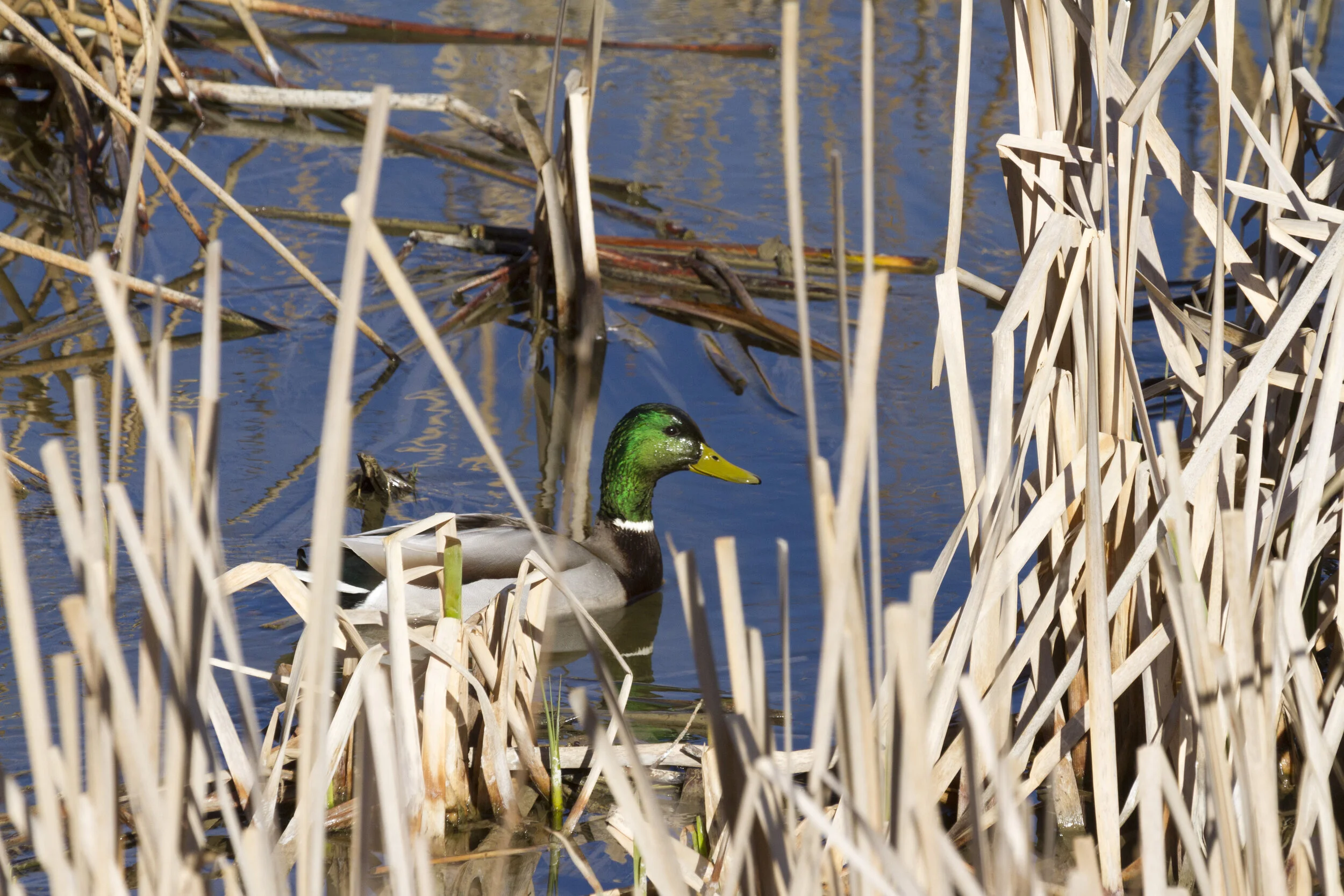 Mallard Drake 7262 12x18.JPG