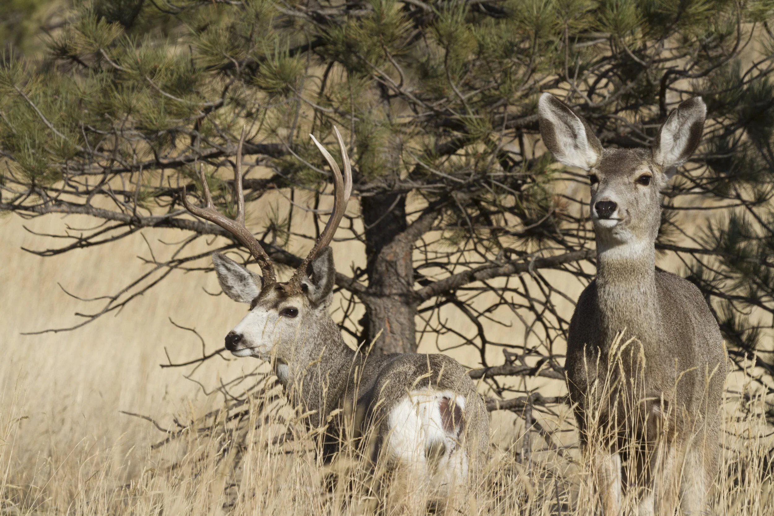 Mule Deer 7122 12x18.JPG