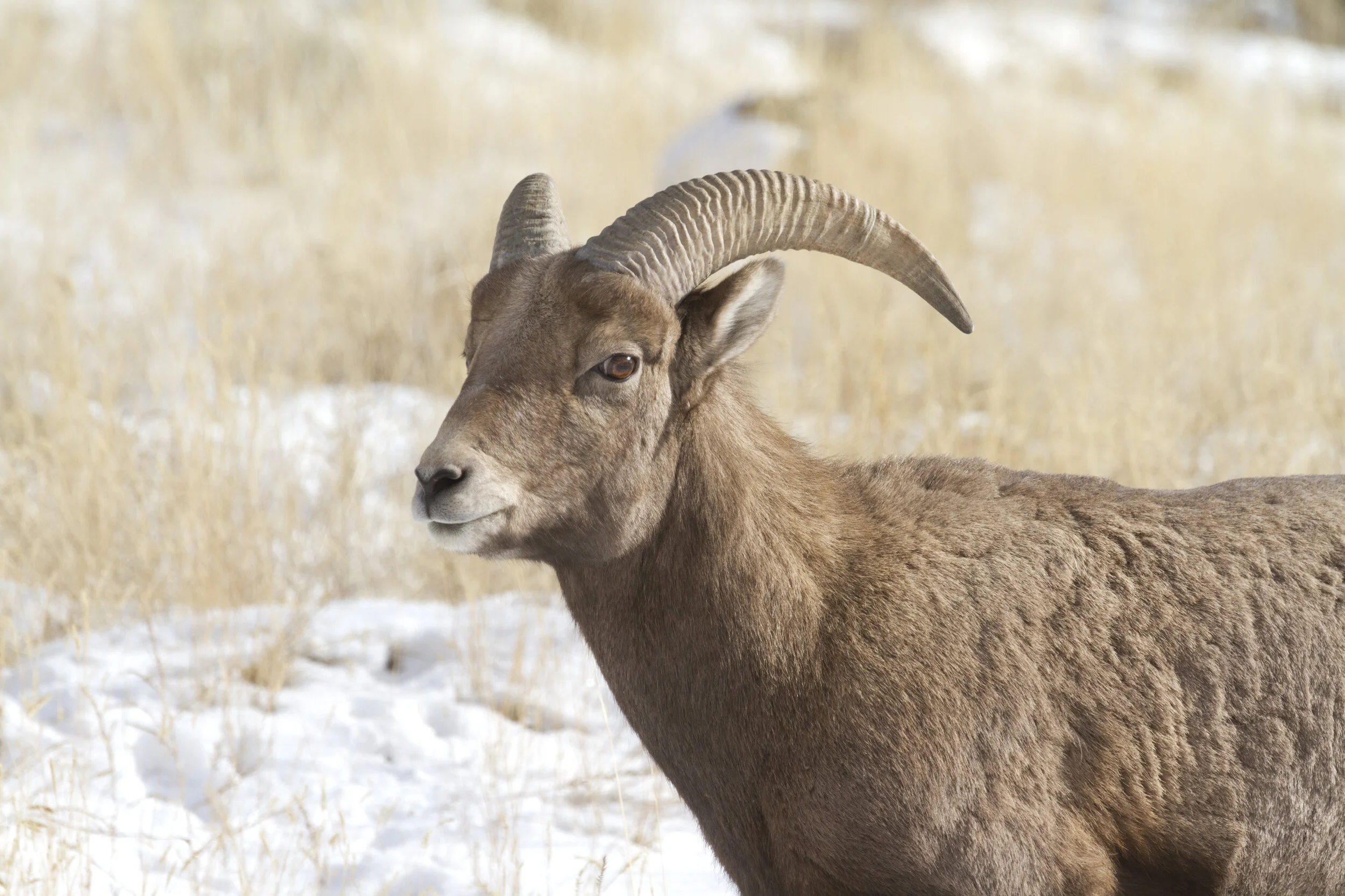 Bighorn Sheep 2256 12x18.JPG