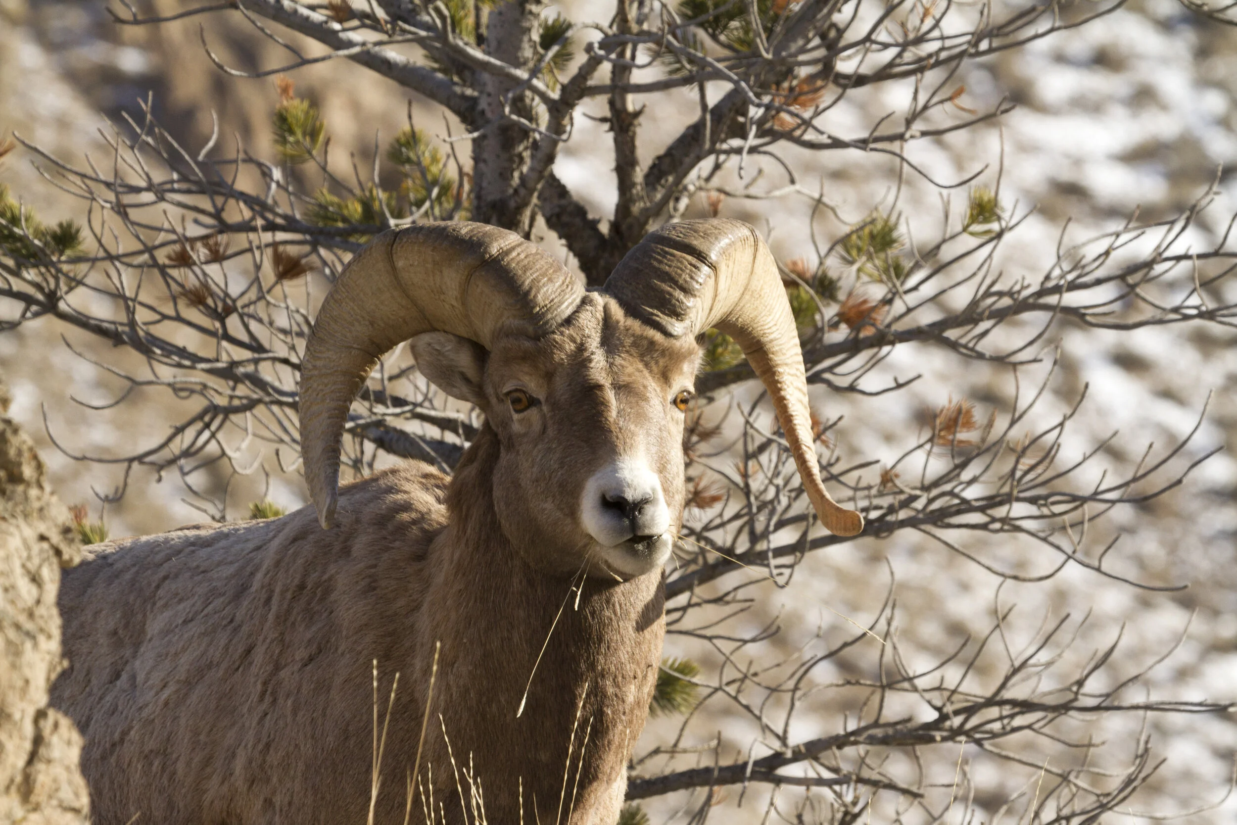 Bighorn Sheep 3117 12x18.JPG