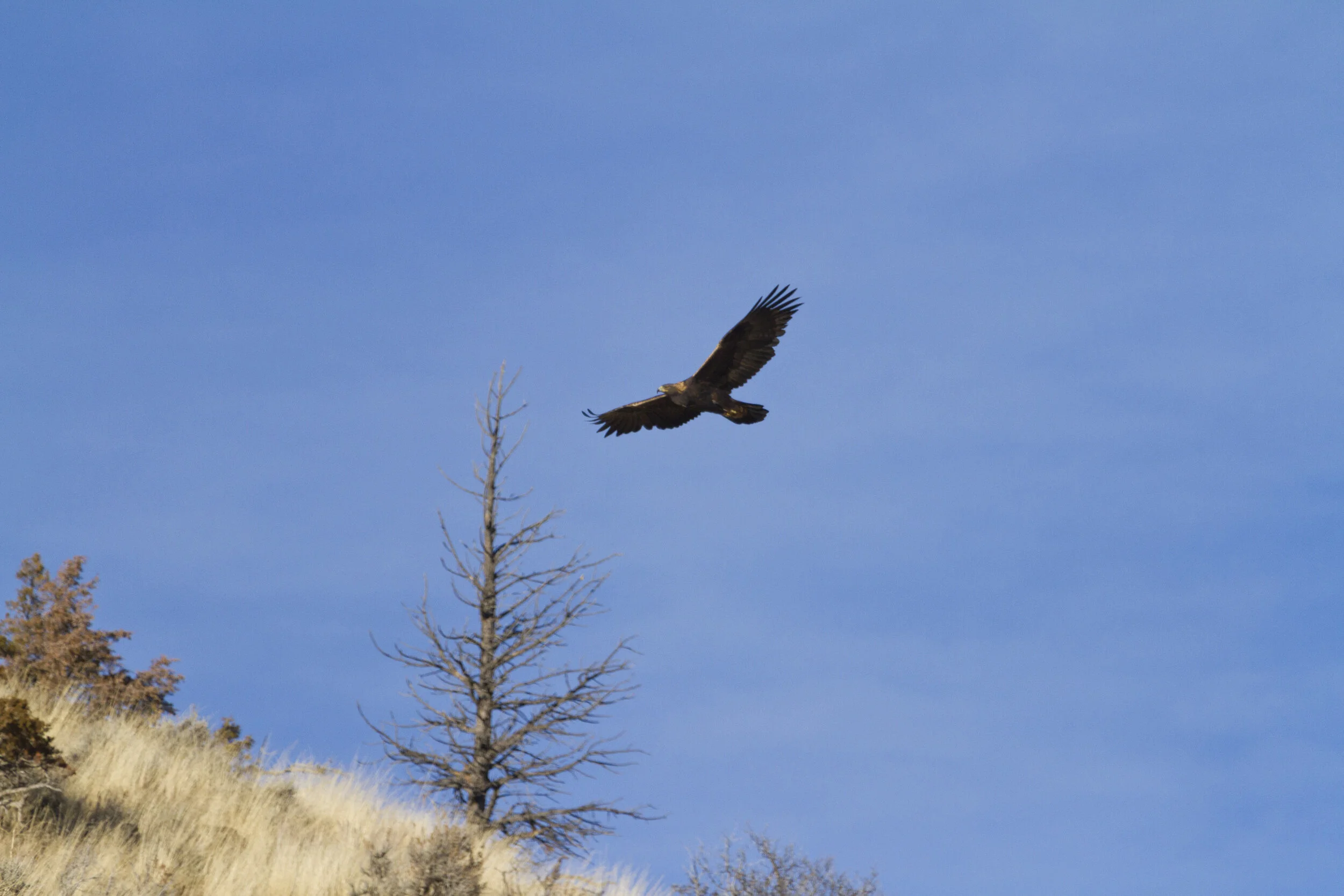 Golden Eagle 1671 12x18.JPG