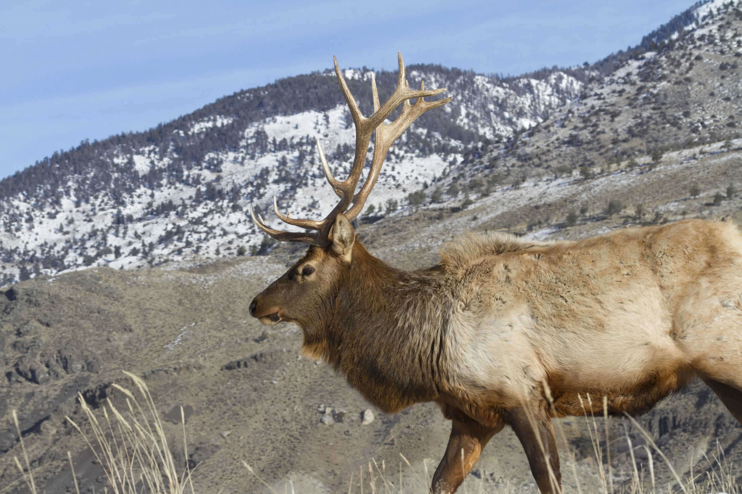 Elk_5050 12x18.JPG