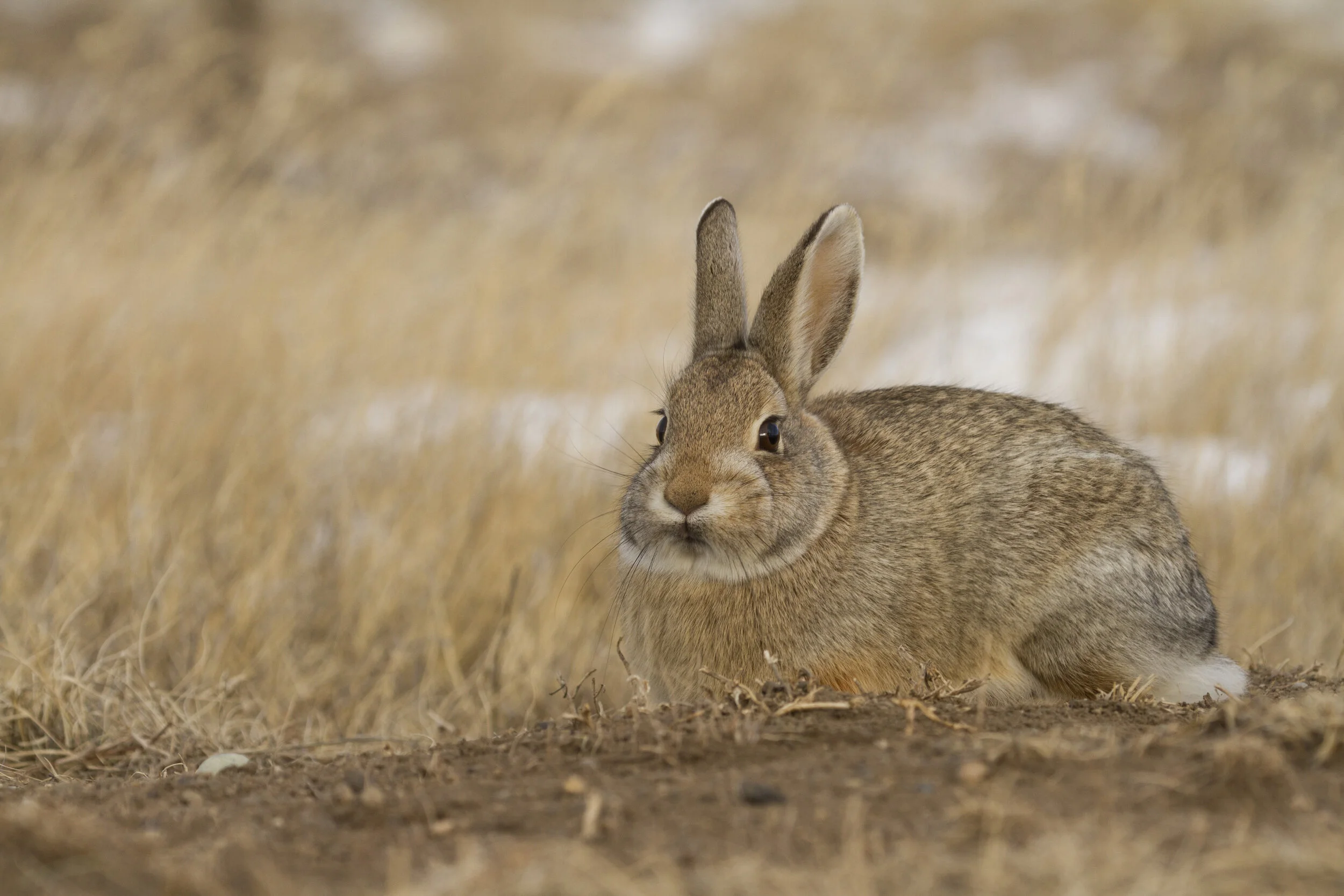 Cottontail Rabbit_2718 12x18.JPG