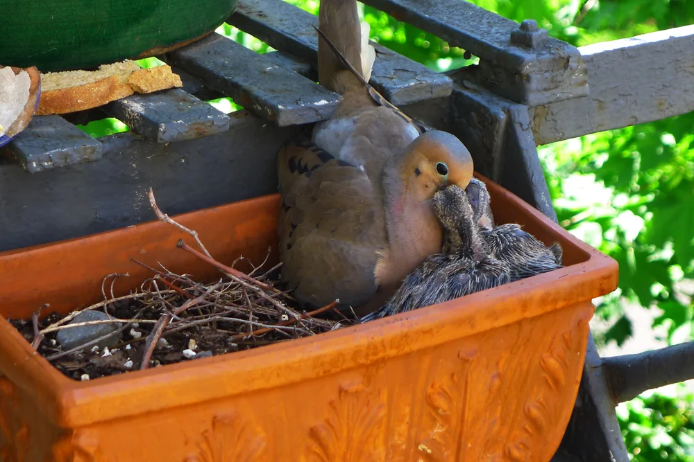 Habby-feeding3.jpg