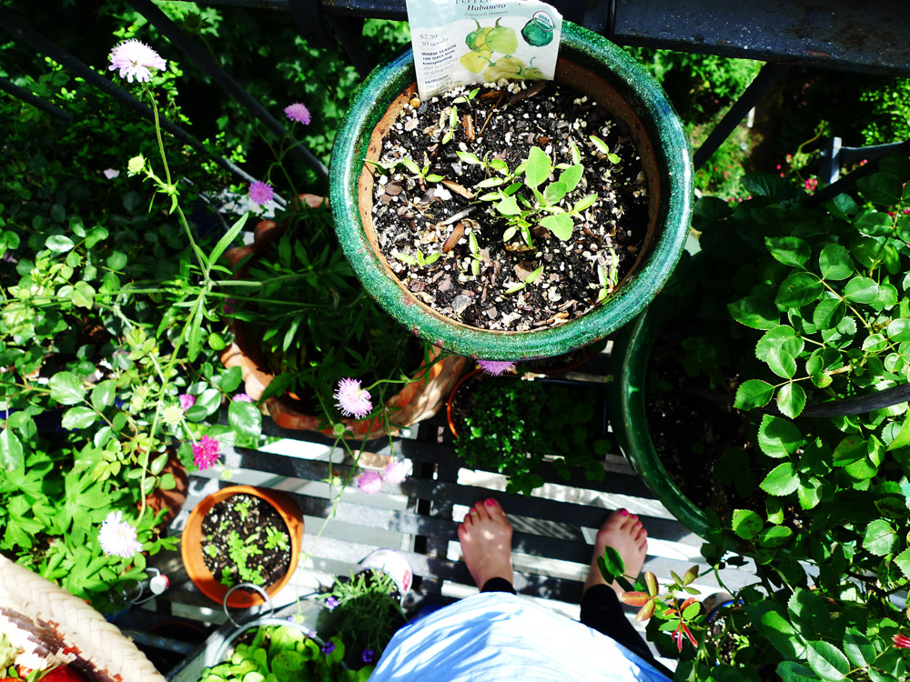 growing=growth (photo by Deb Stein )