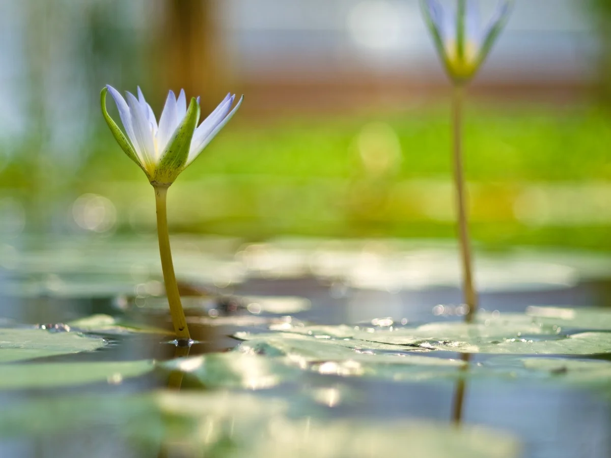 minneapolis-pond-maintenance-botanical-1200.jpg