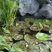 garden-pond-ideas-minneapolis.jpg