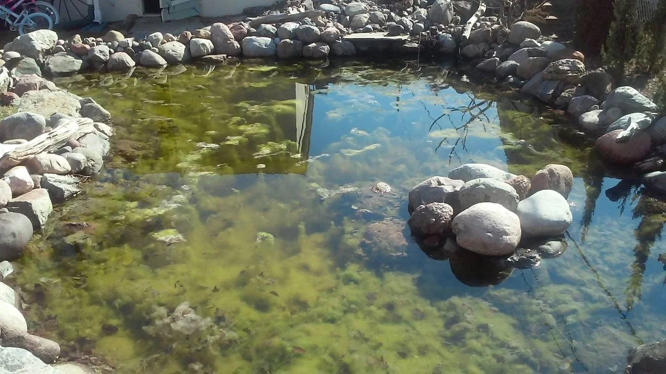 Pond with Green Water why is my pond water green