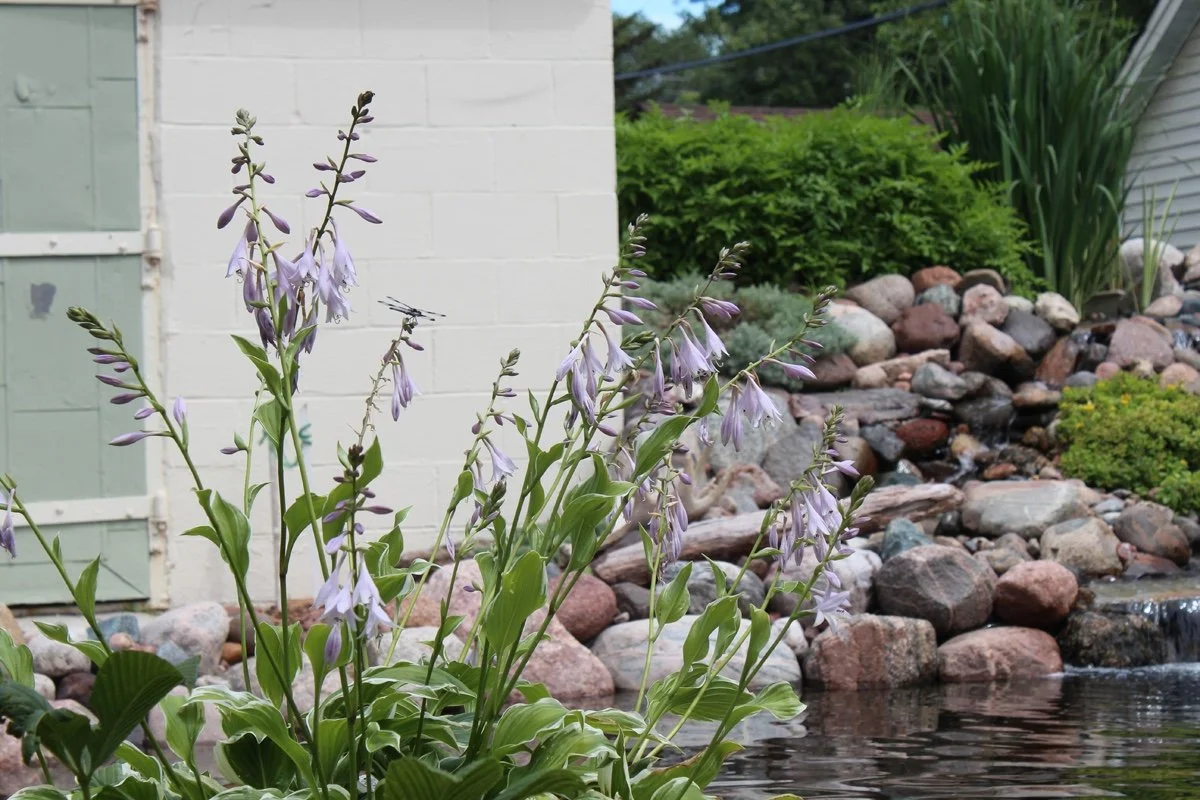 Flowers by Pond Minneapolis Spring Pond Cleaaning