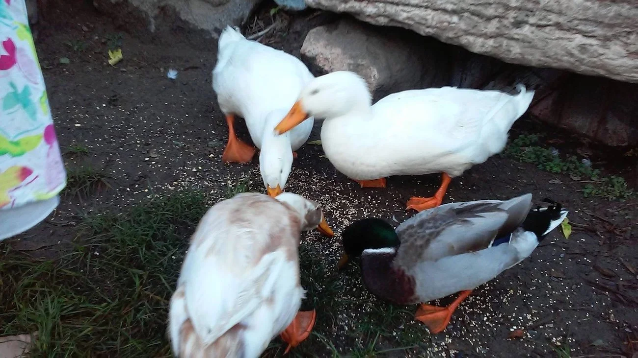four ducks being fed while caring for duck ponds