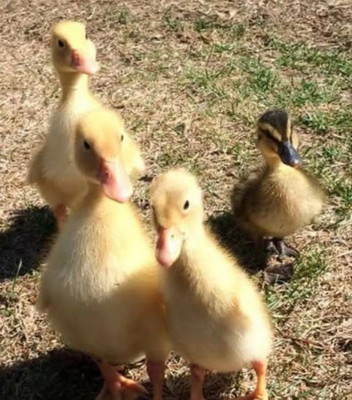 four ducklings caring for duck ponds