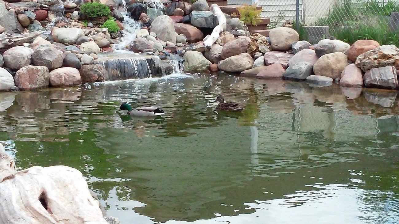 Keys to Backyard Duck Ponds
