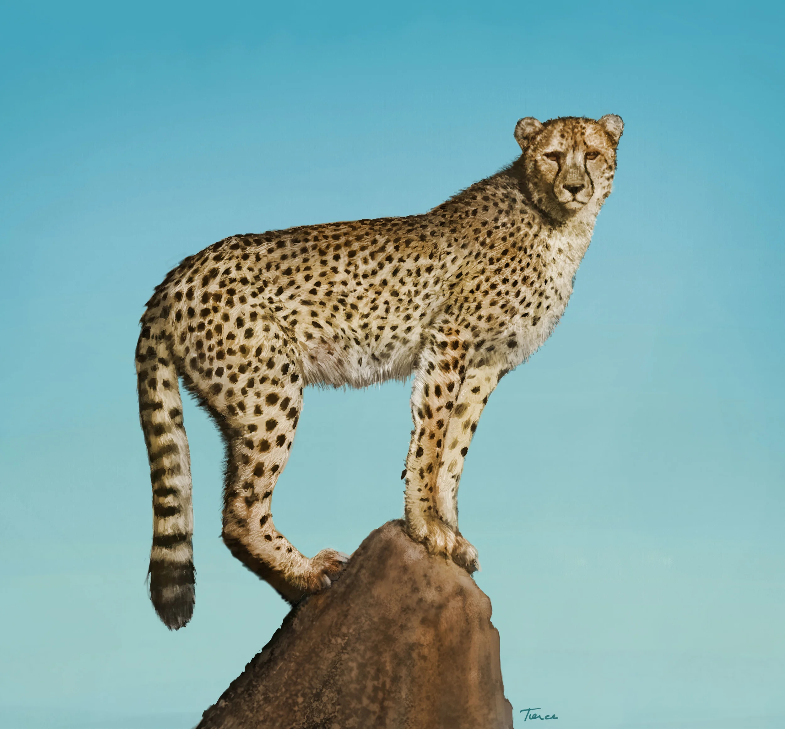 "A Cheetah for Maks" by Nathalie Tierce