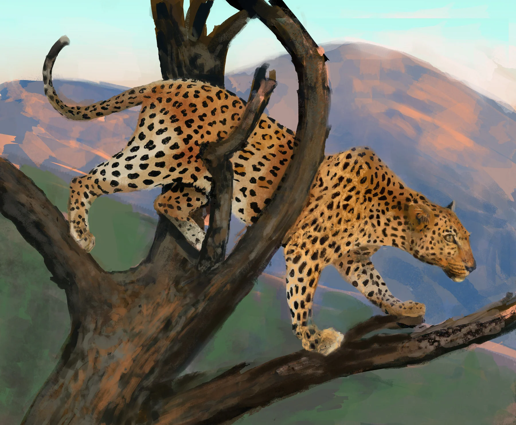 "Leopard" sketch by Nathalie Tierce