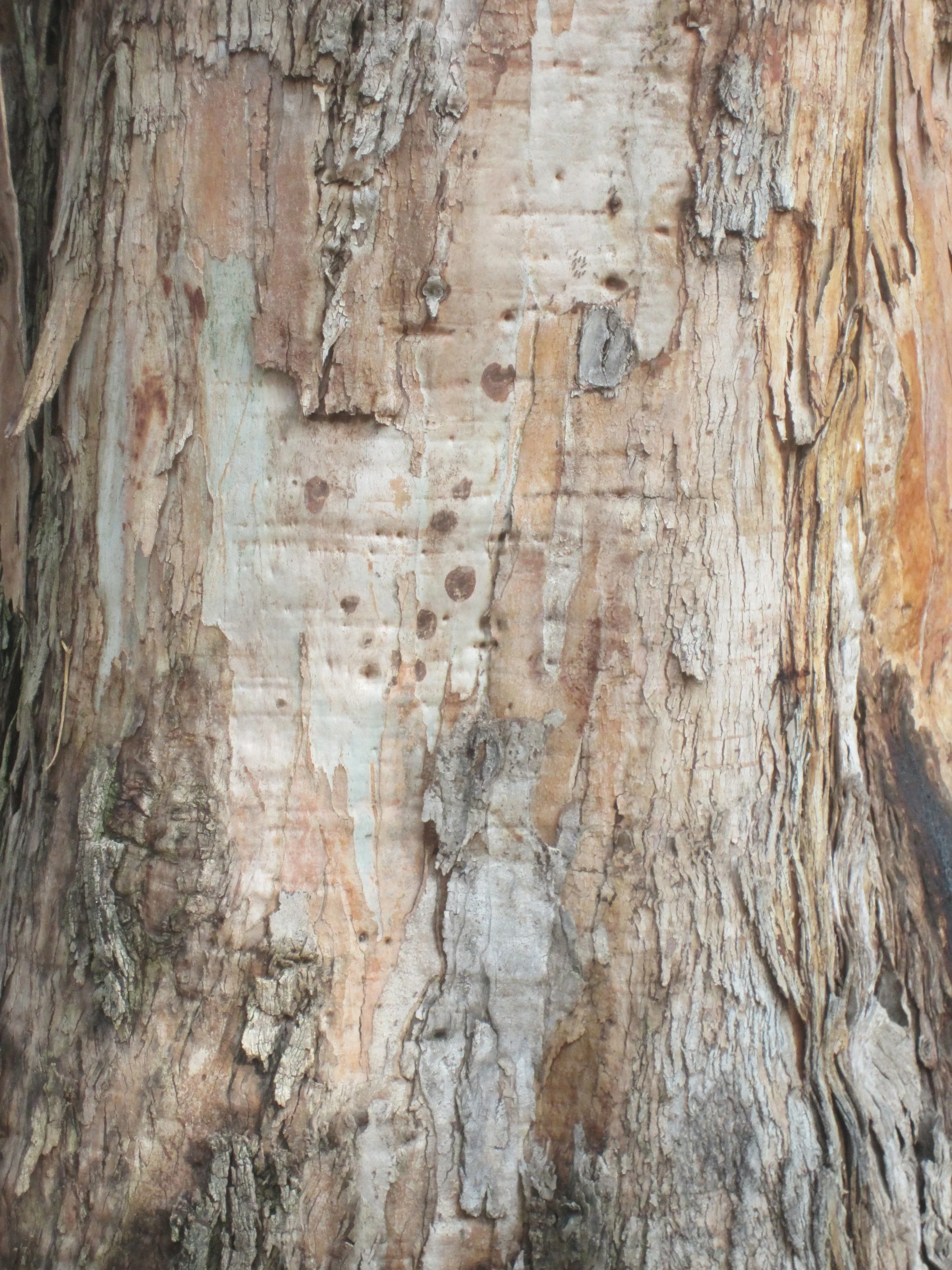 This is one of my photographs taken of a tree's surface that I extract texture samples from and use repeatedly. As I develop it, I paint into the forms giving more precise detail and color