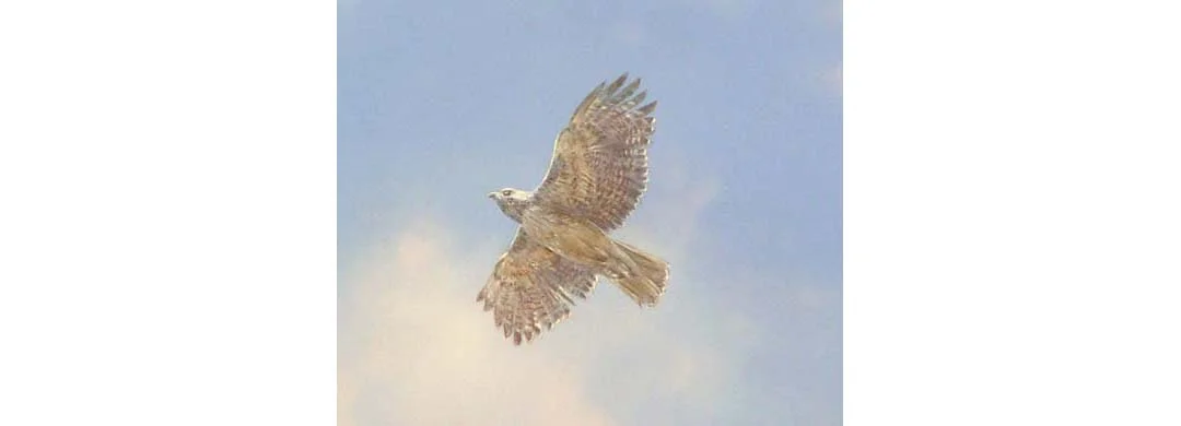 bird_huemme_ceiling_adj width.jpg
