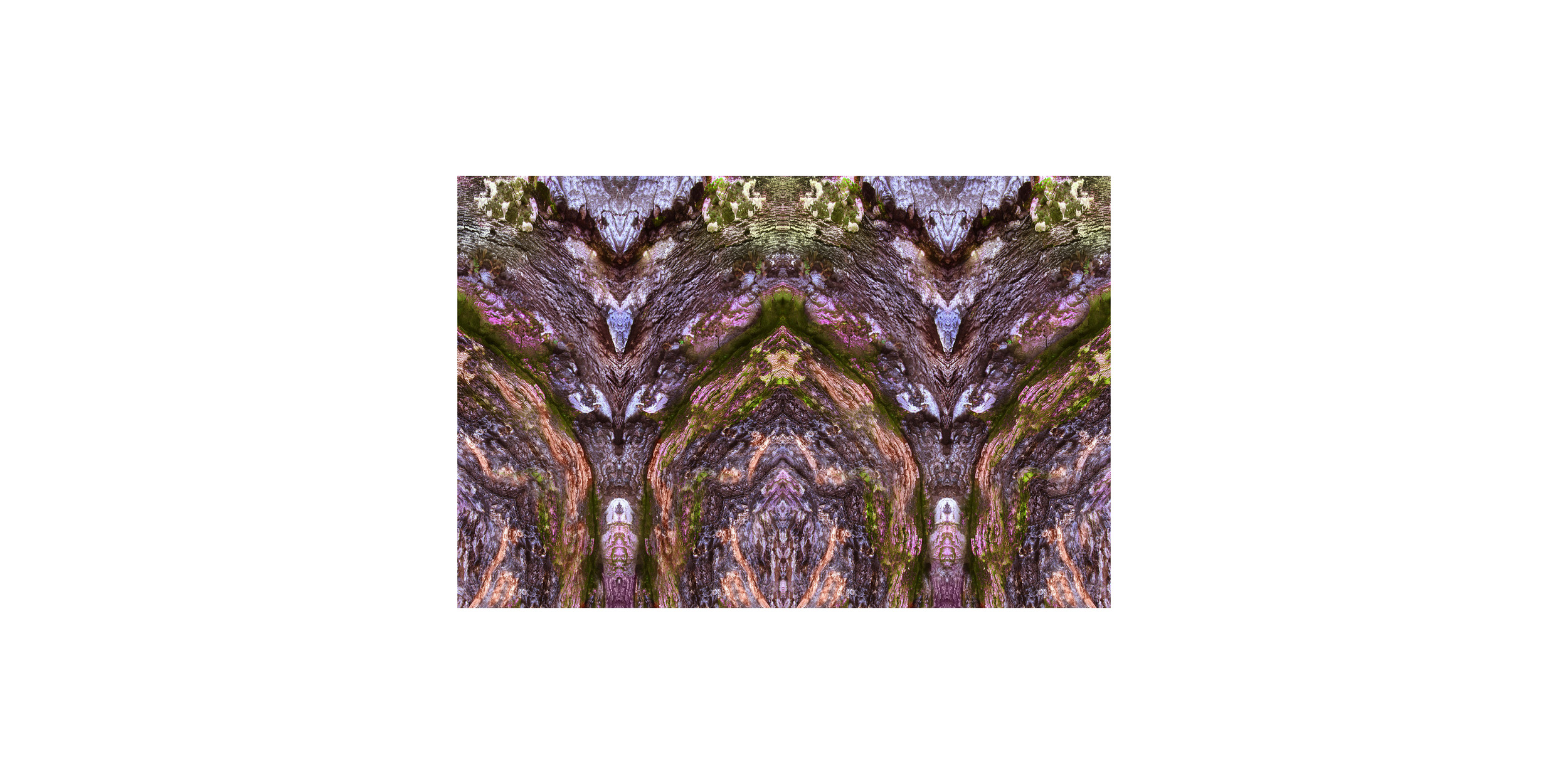 tree portrait 5d_size changed_composition_altered_wide web format.jpg