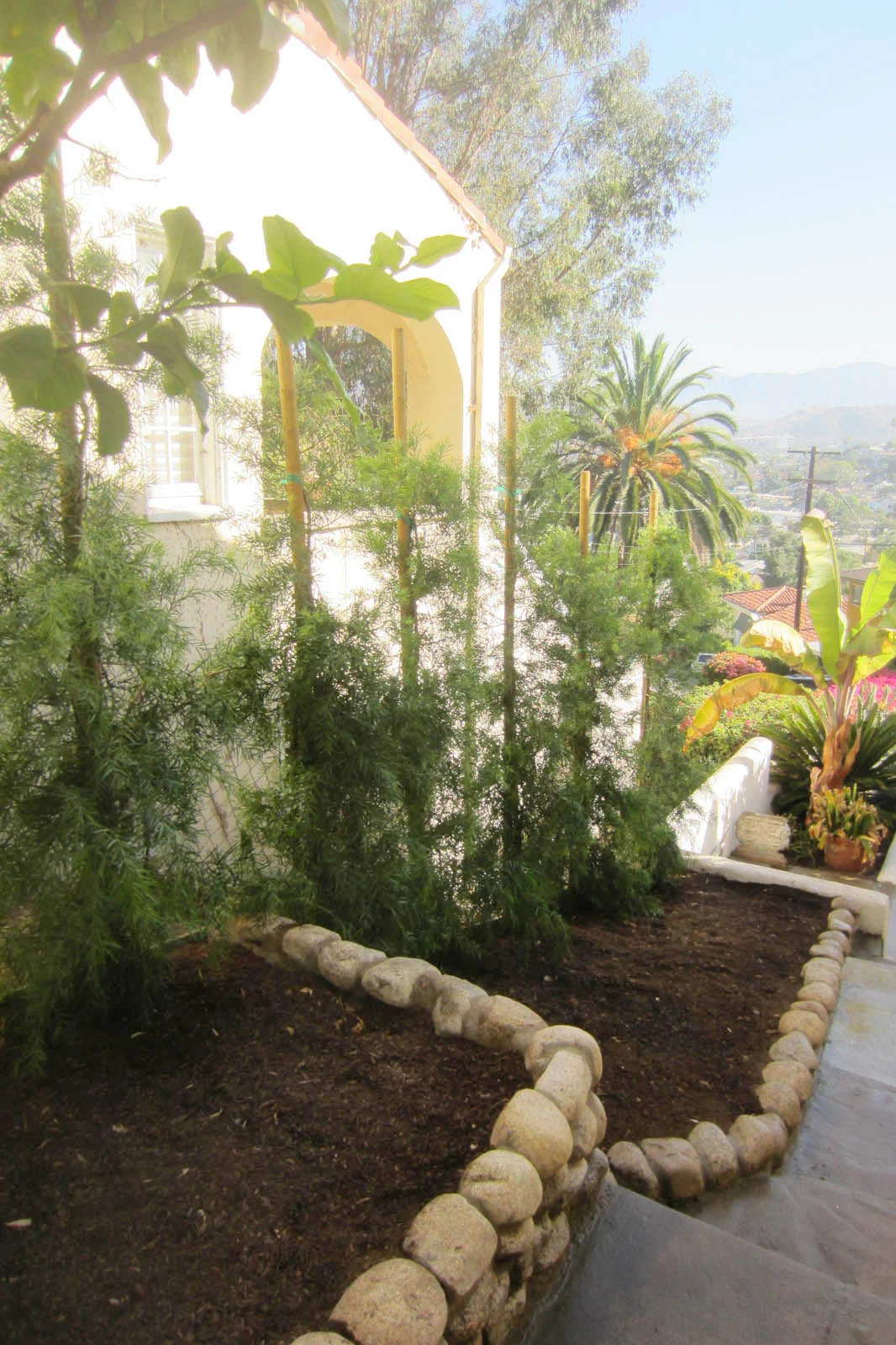 In a matter of months with water and care, we'll have our own wall of green and dappled light.