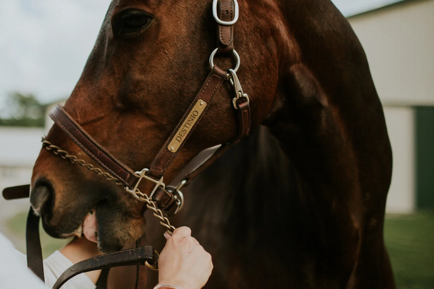 Engagement Session on a Horse Farm_0012.jpg