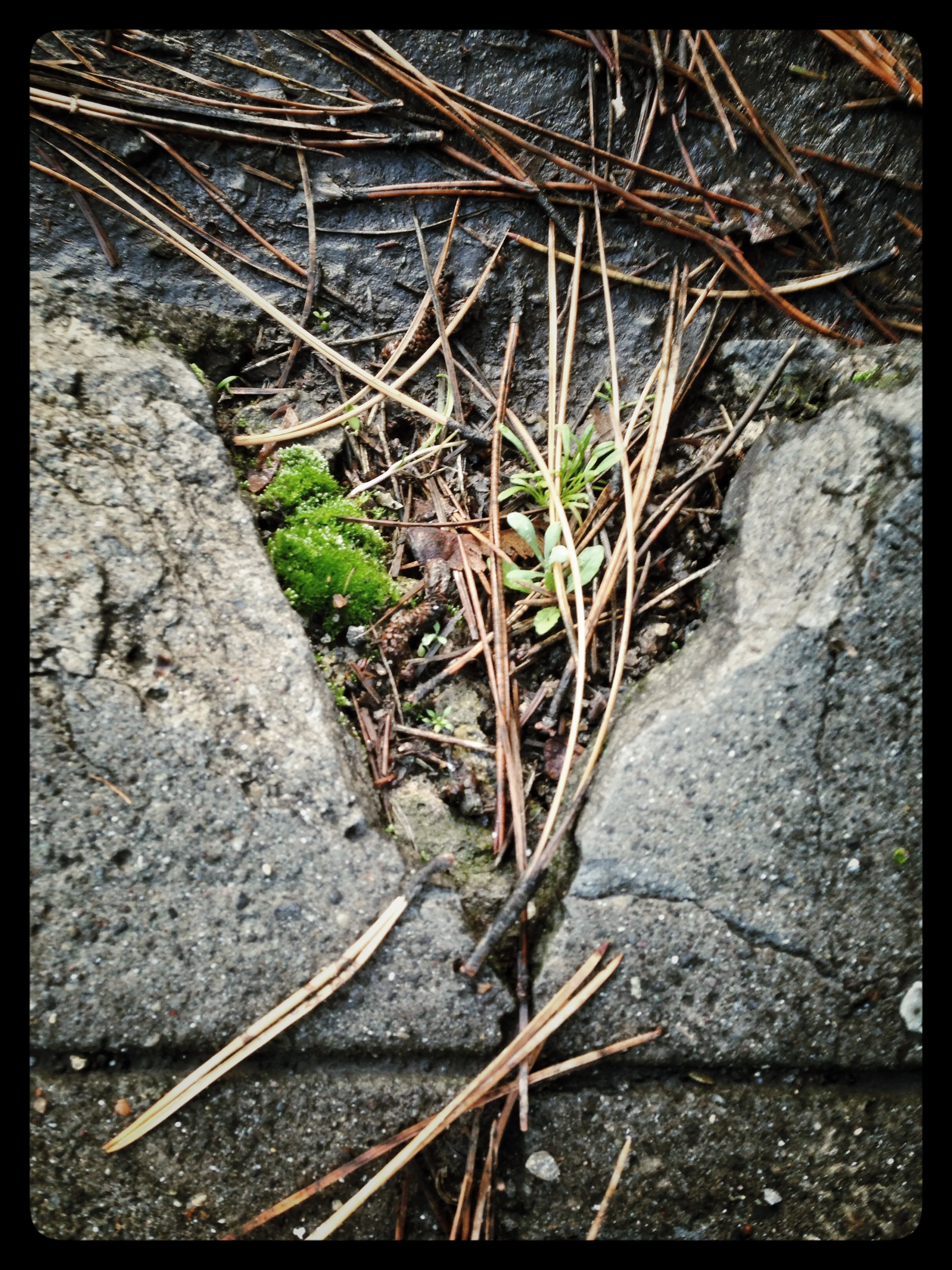Portland Details