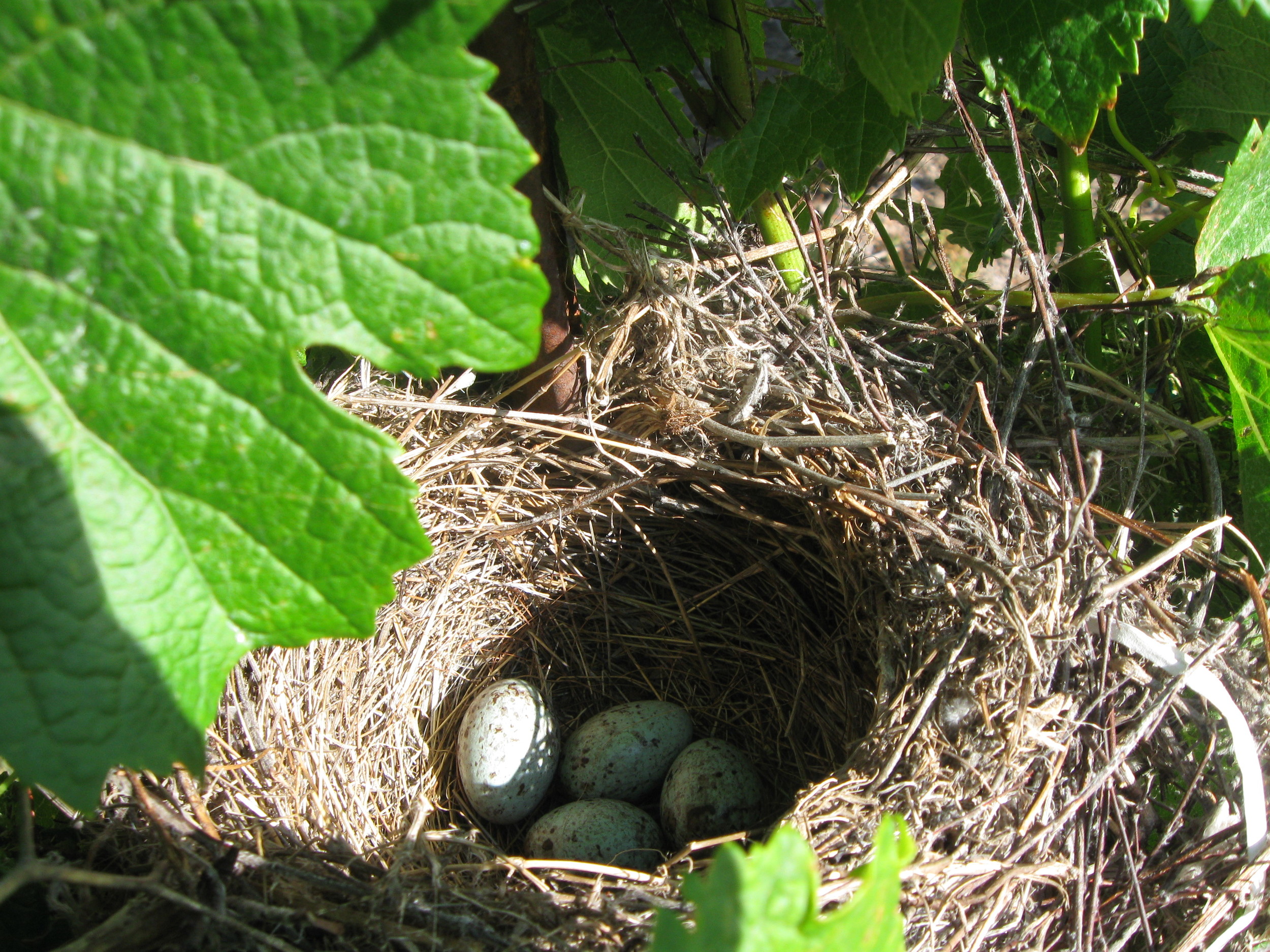 bird's nest 2.jpg