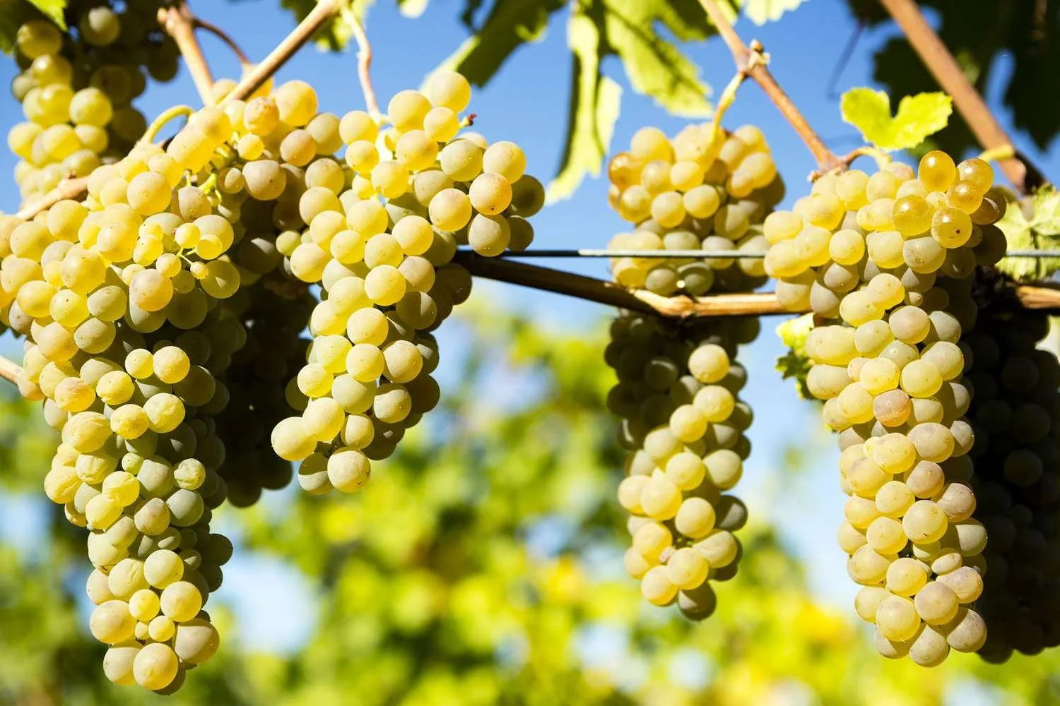 A Love Affair with Viognier