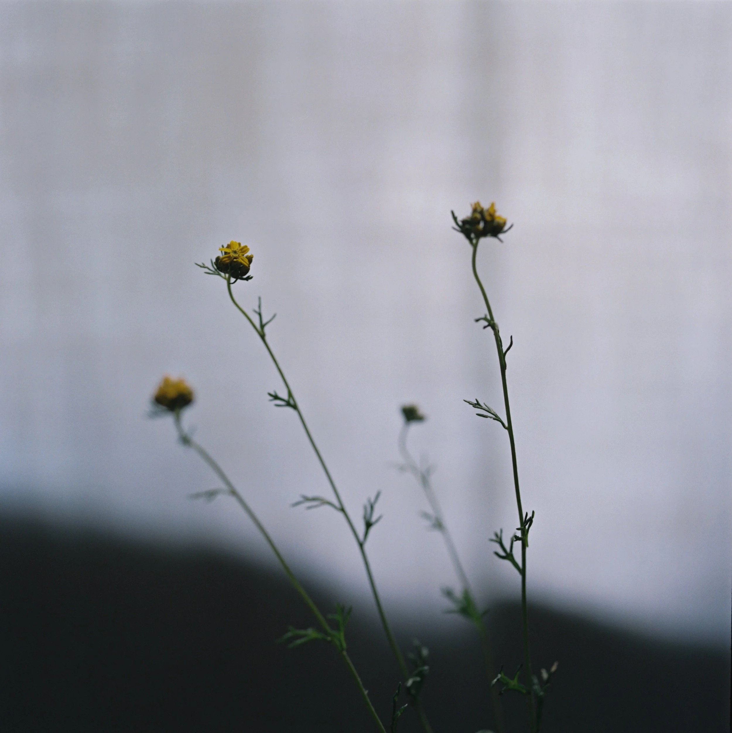 10038_03JUAN PINNEL.jpg