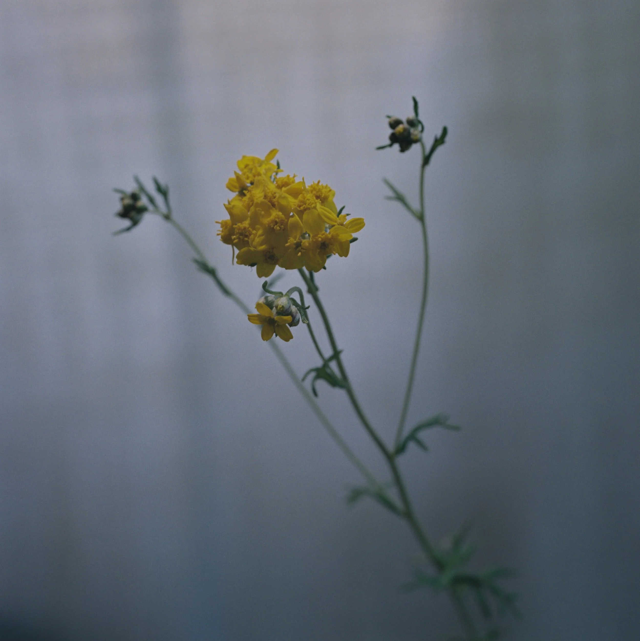 10038_10JUAN PINNEL.jpg