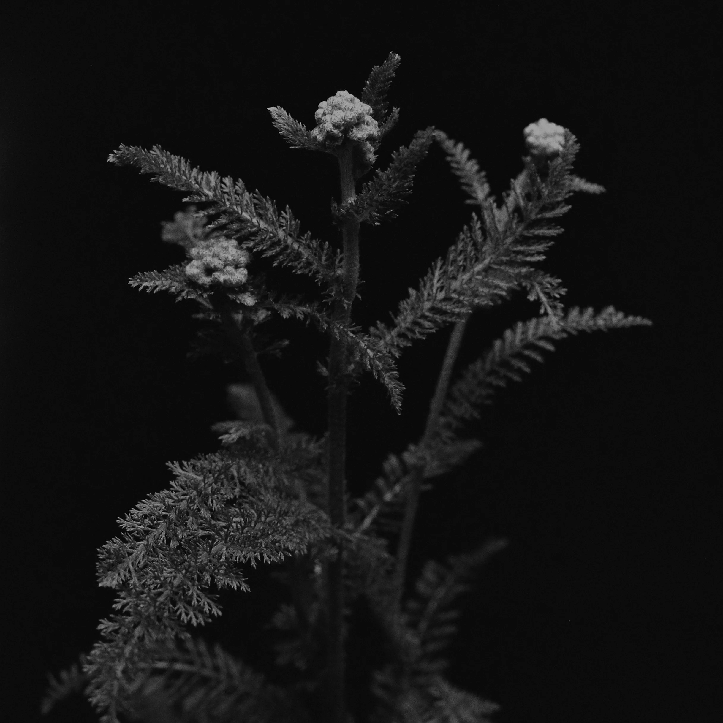 1021793-R1-E011JUAN PINNEL.jpg